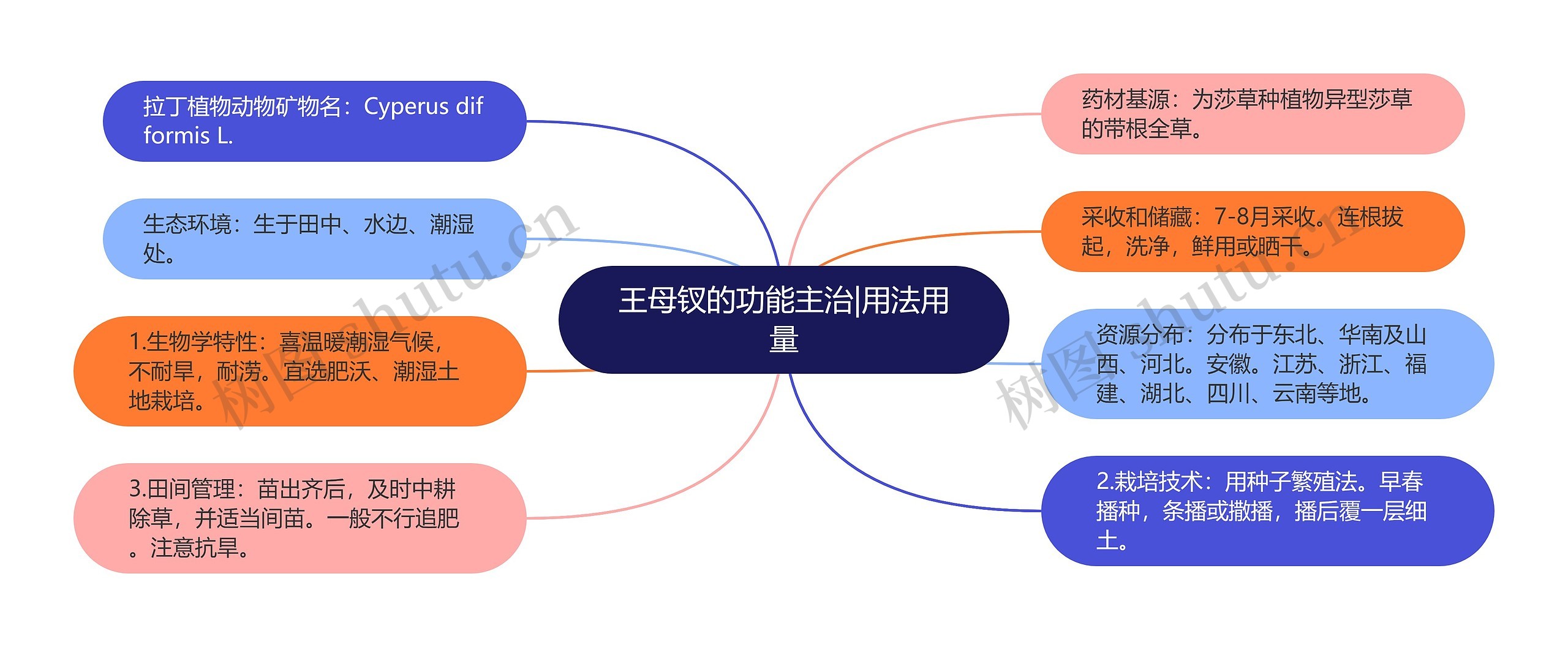 王母钗的功能主治|用法用量