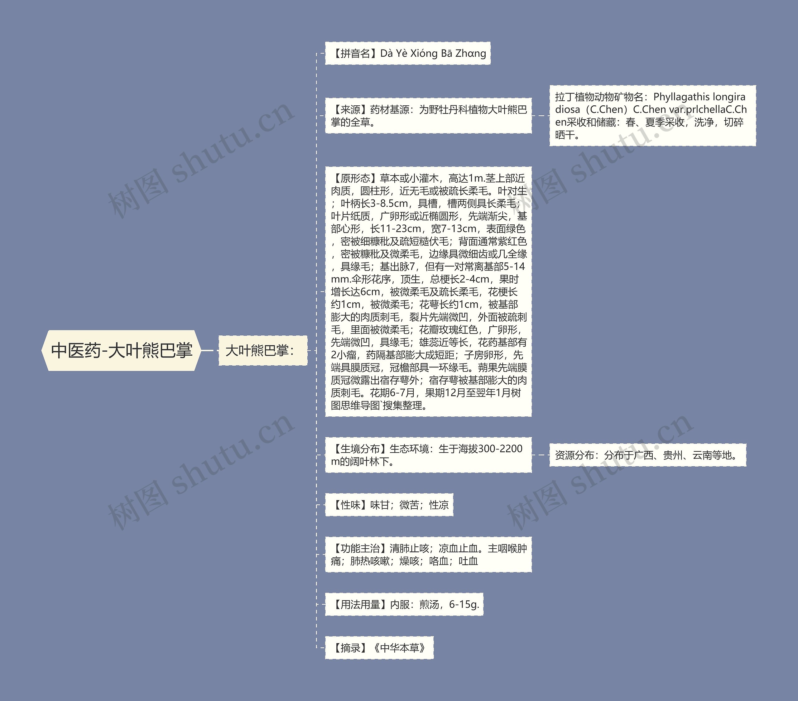 中医药-大叶熊巴掌 中医药-大叶熊巴掌