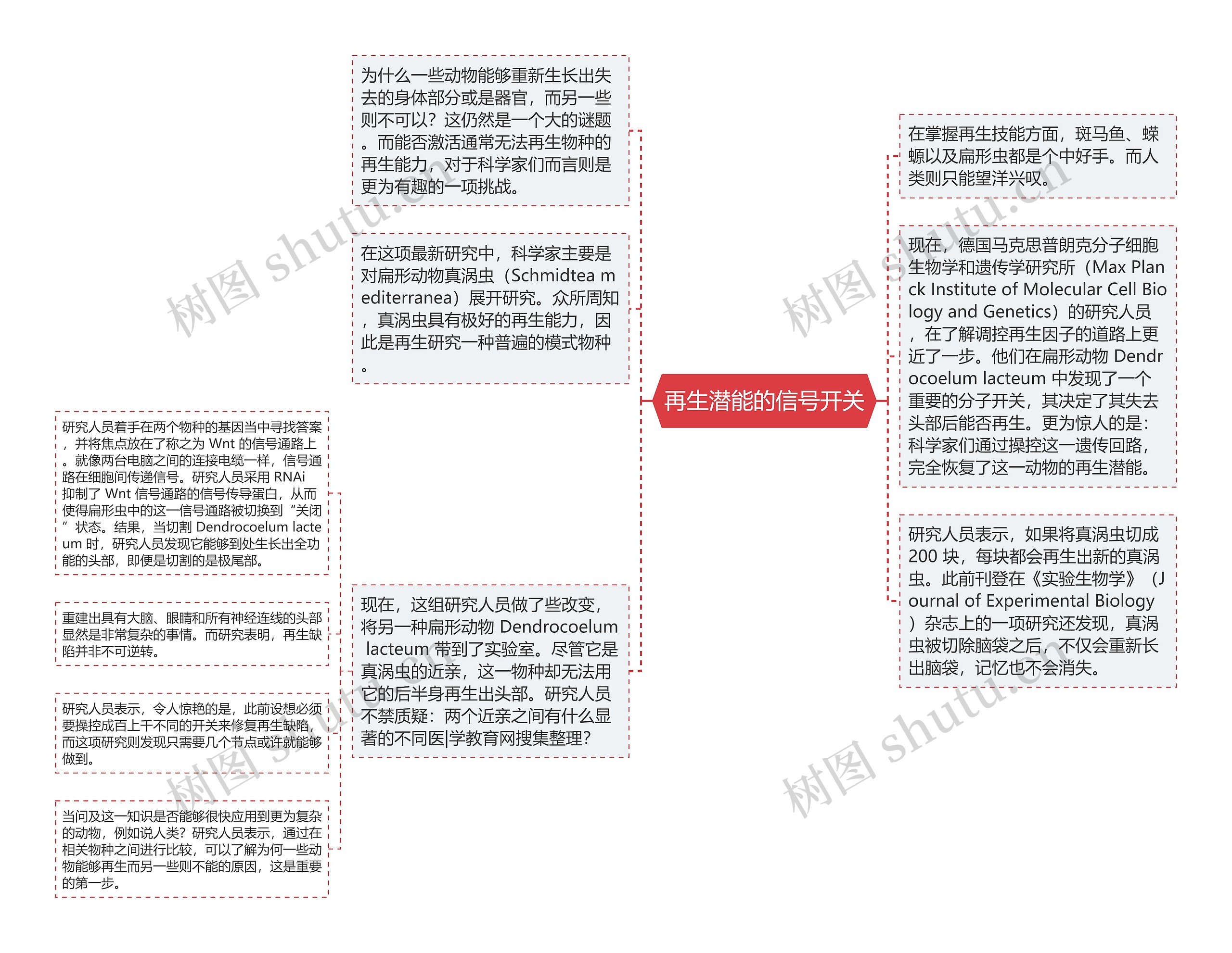 再生潜能的信号开关思维导图