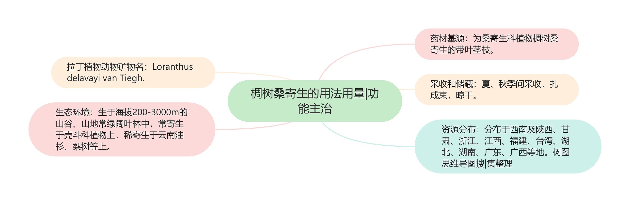 椆树桑寄生的用法用量|功能主治思维导图