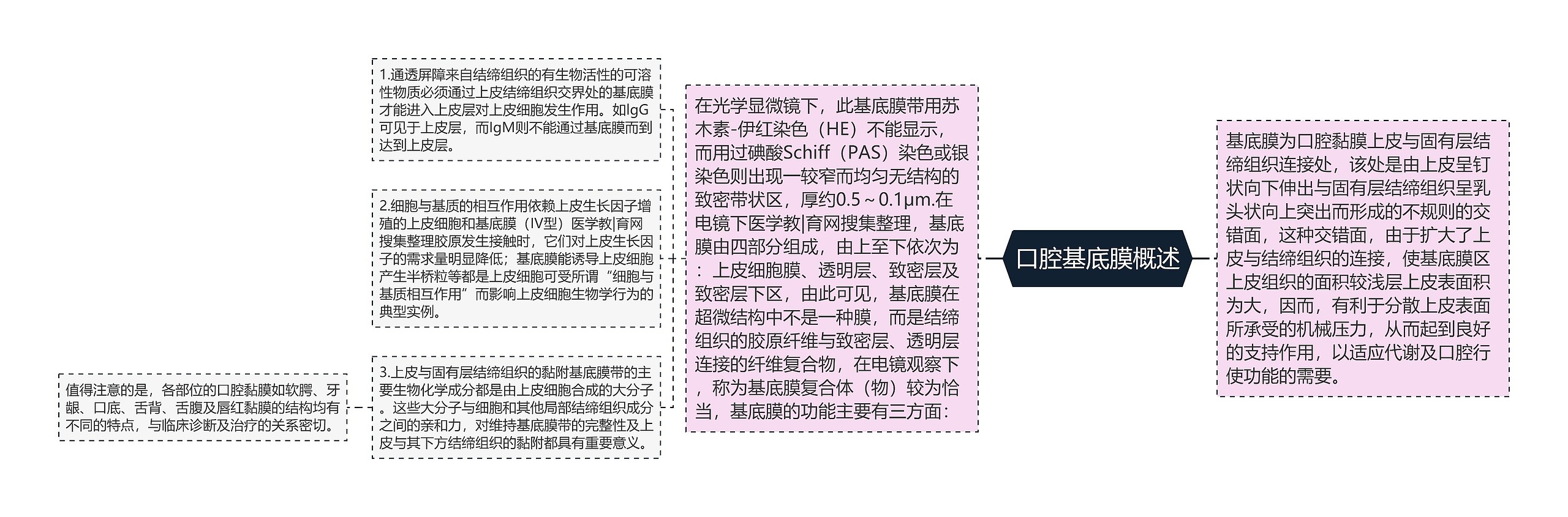 口腔基底膜概述思维导图