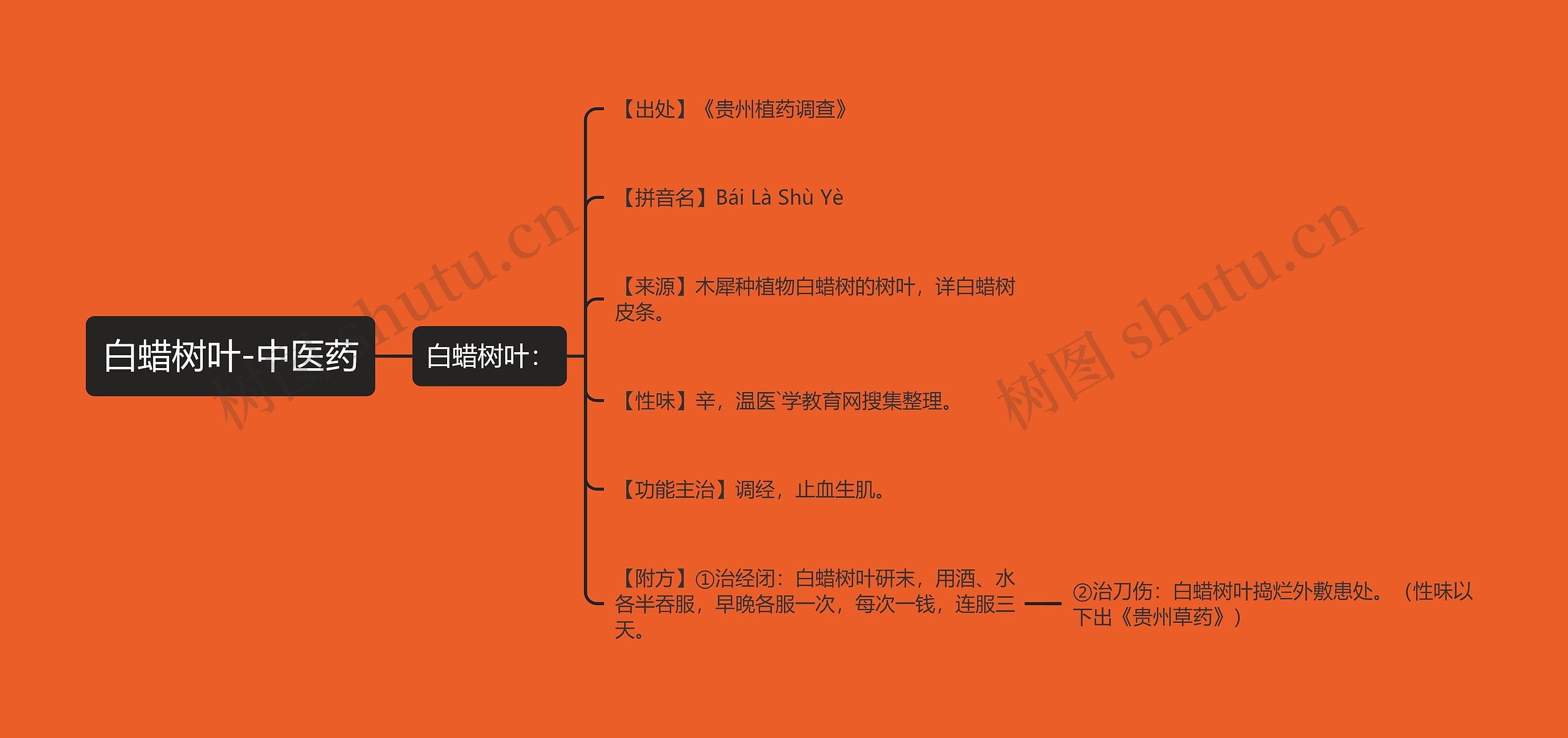 白蜡树叶-中医药思维导图