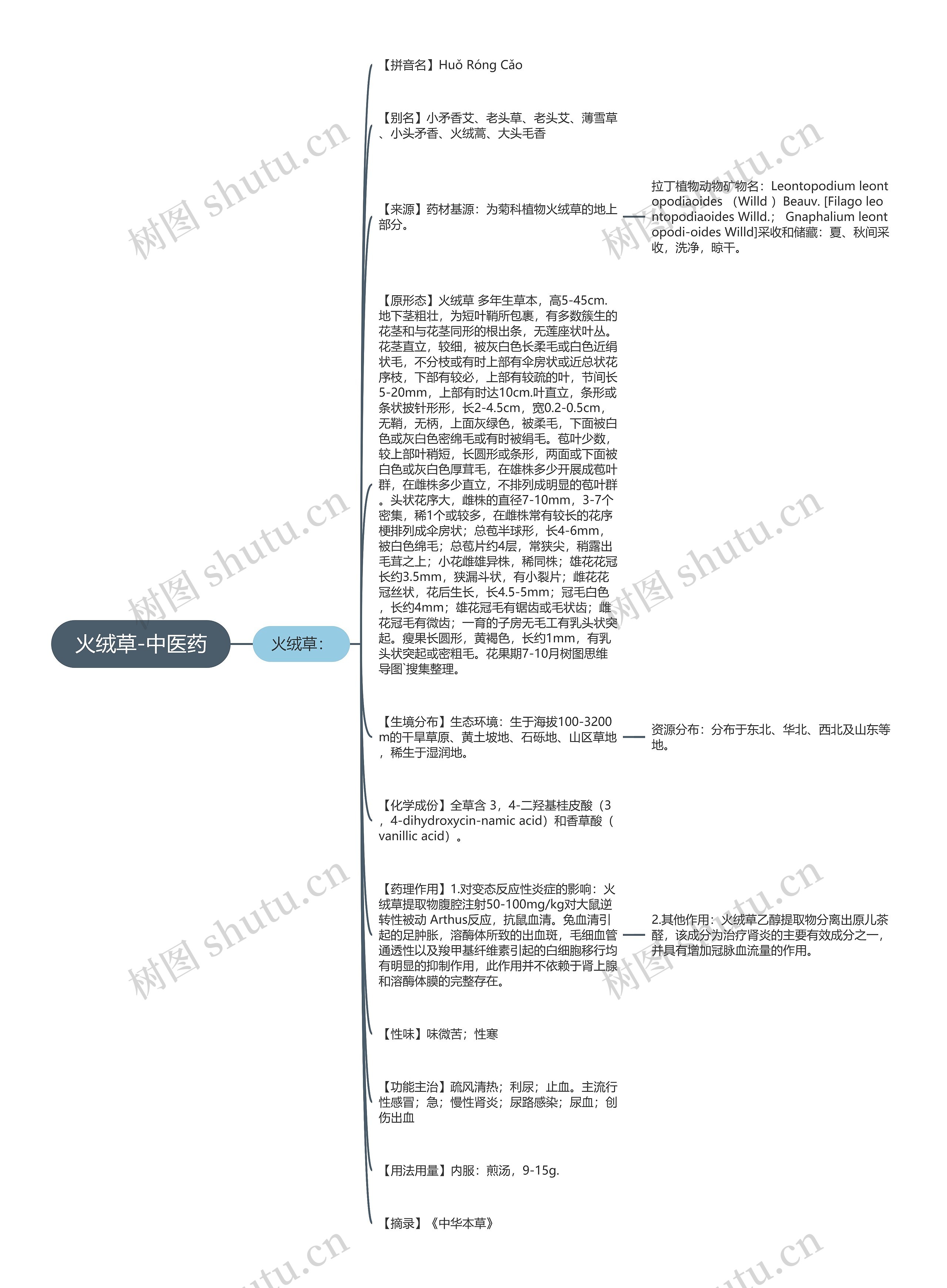 火绒草-中医药思维导图