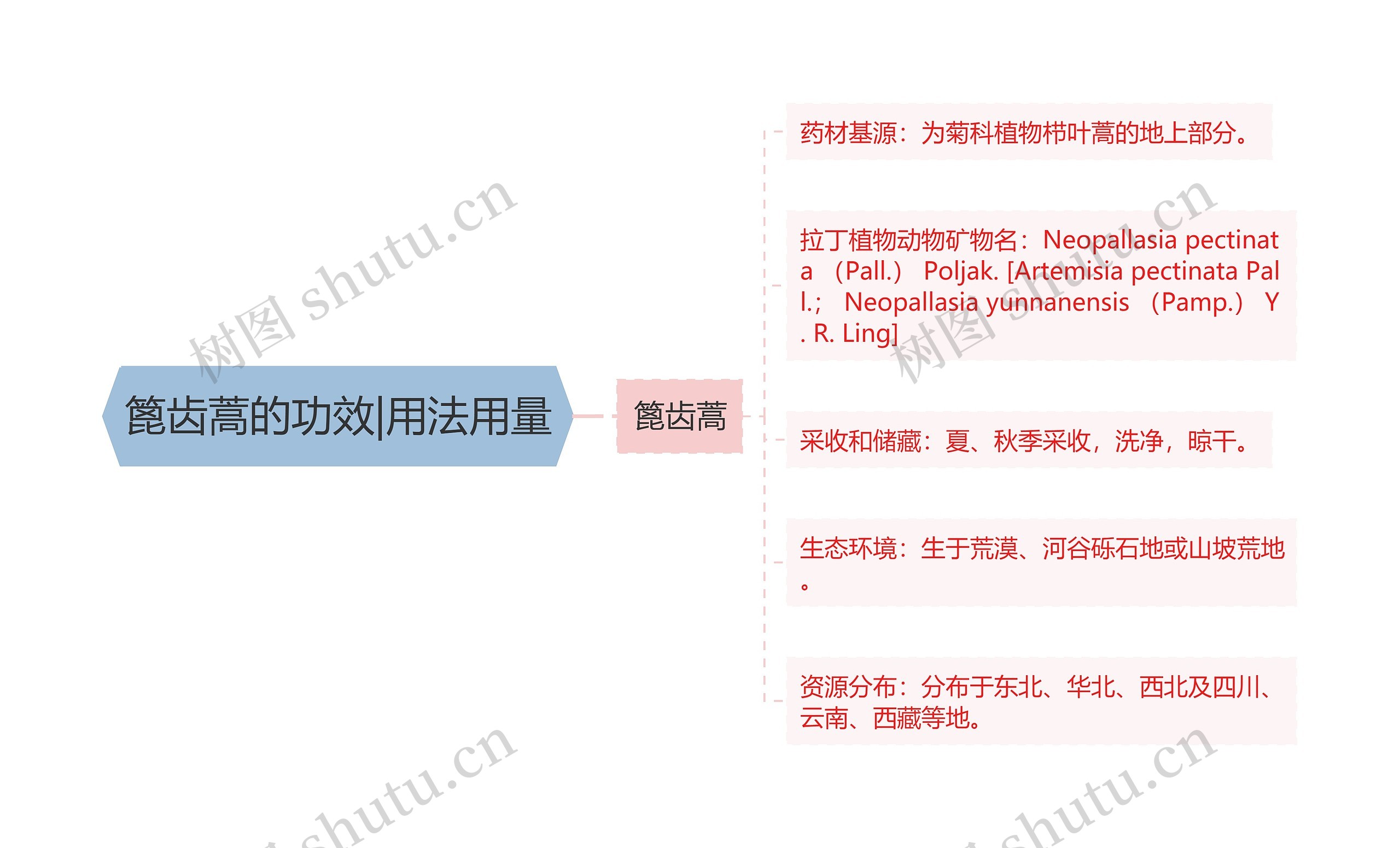 篦齿蒿的功效|用法用量思维导图