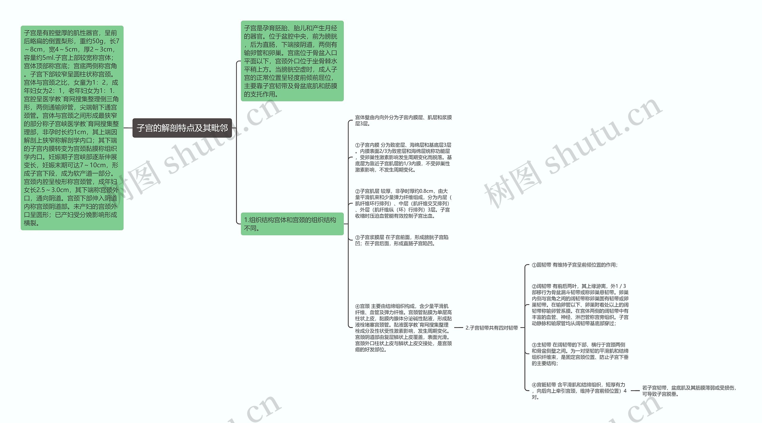 子宫的解剖特点及其毗邻思维导图