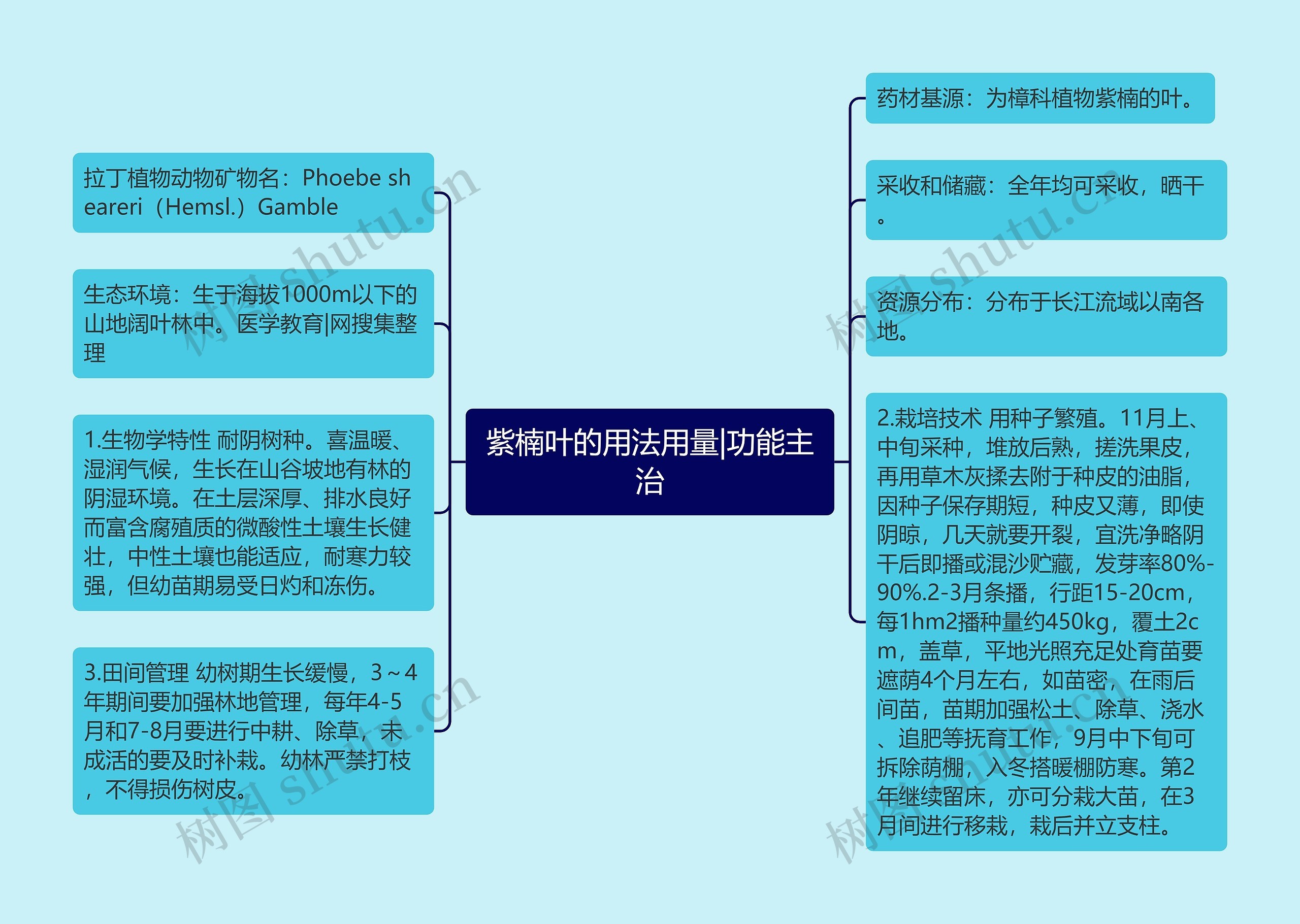紫楠叶的用法用量|功能主治 紫楠叶的用法用量|功能主治