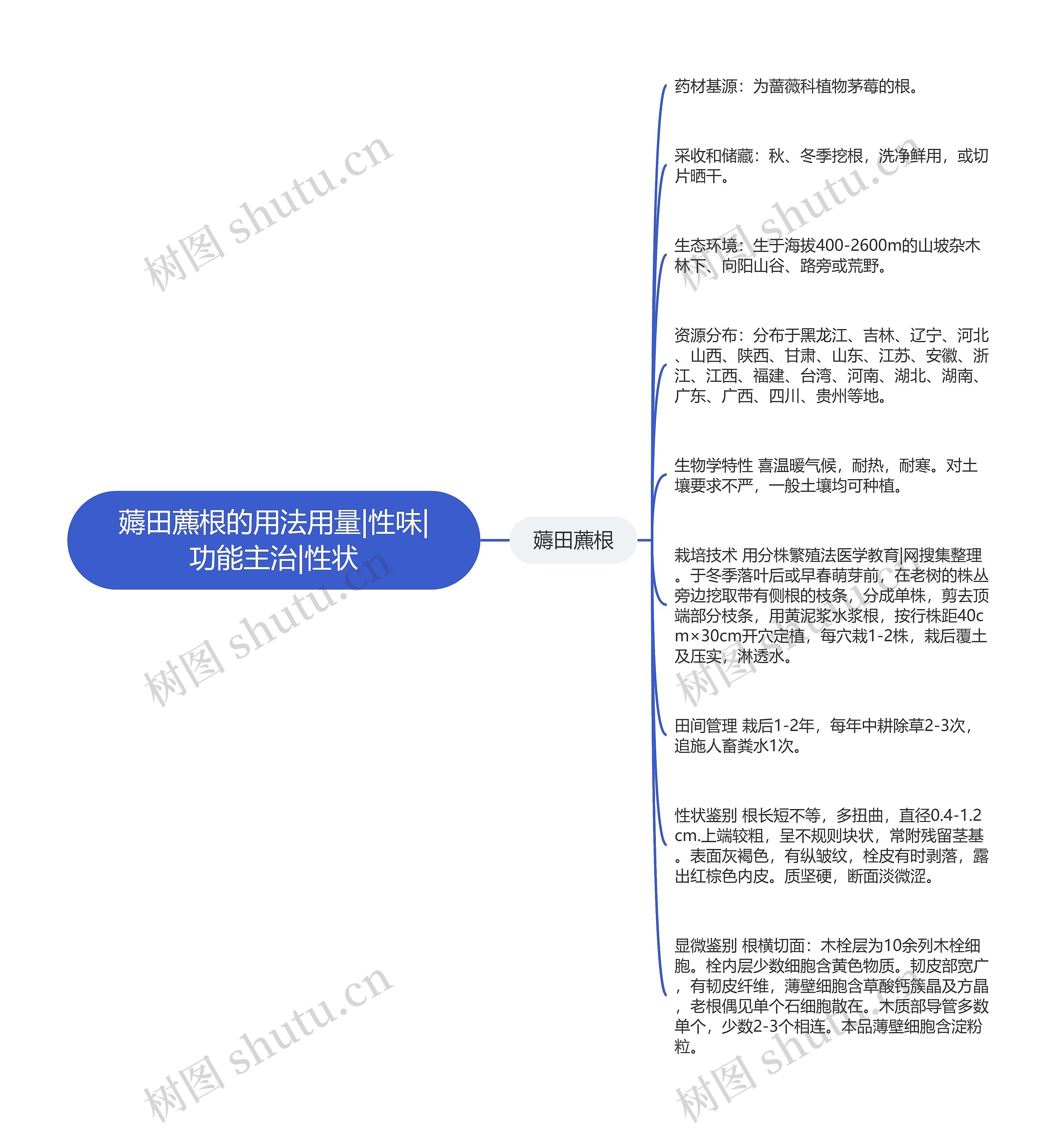 薅田藨根的用法用量|性味|功能主治|性状思维导图