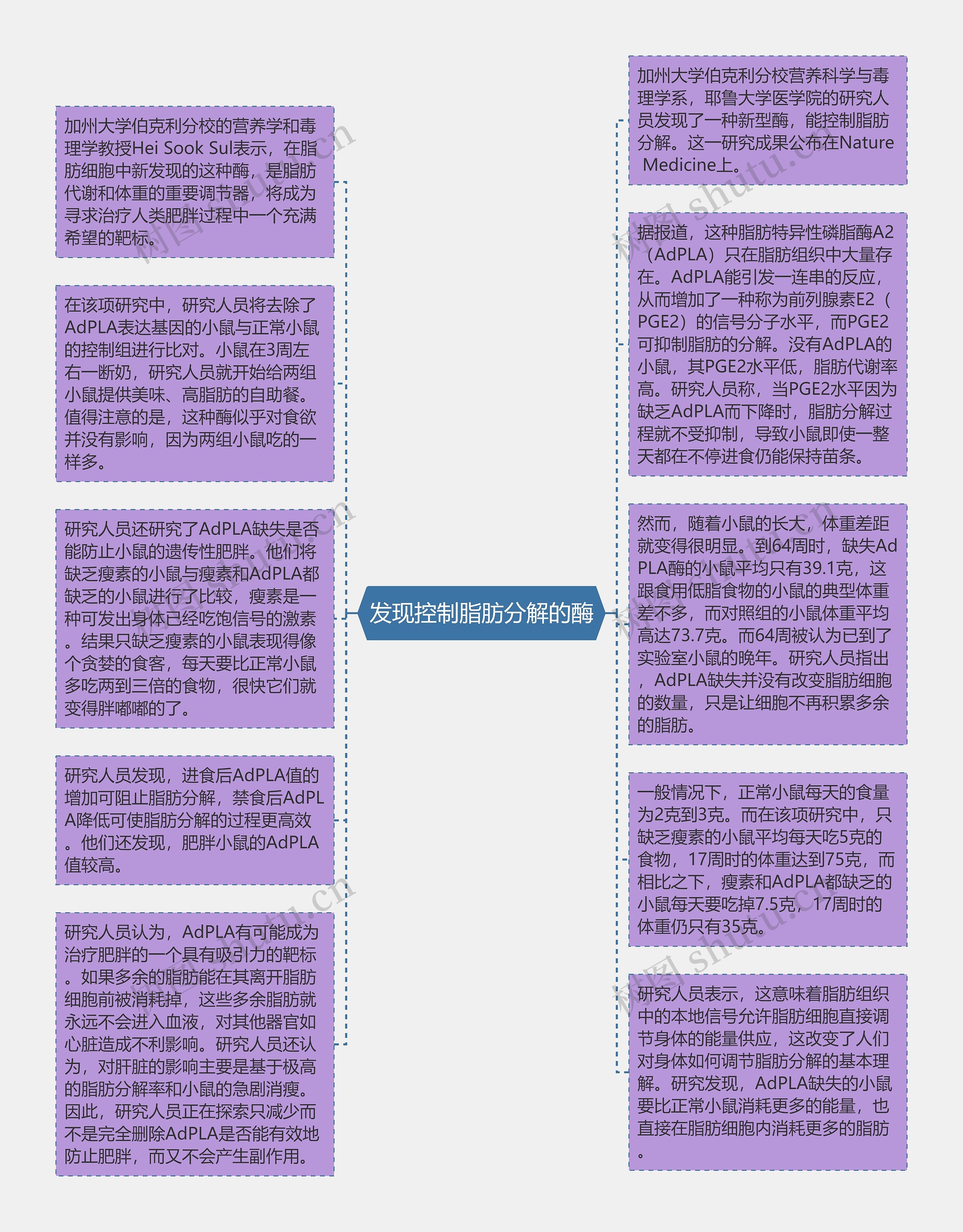 发现控制脂肪分解的酶思维导图高清图 发现控制脂肪分解的酶思维导图
