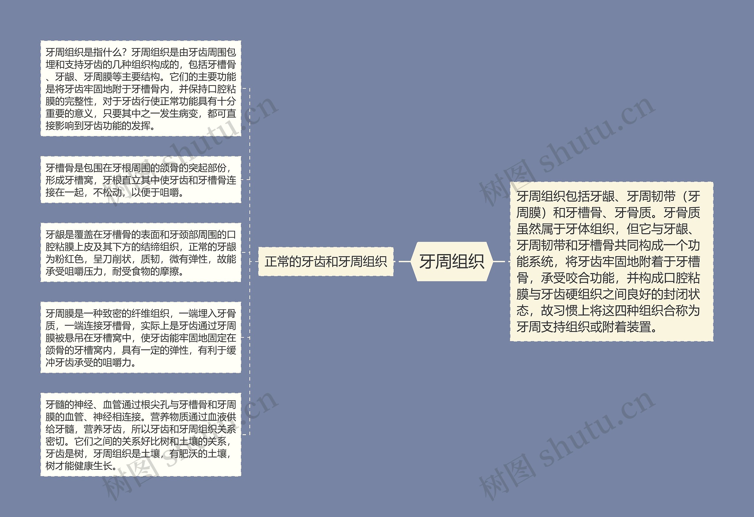 牙周组织思维导图