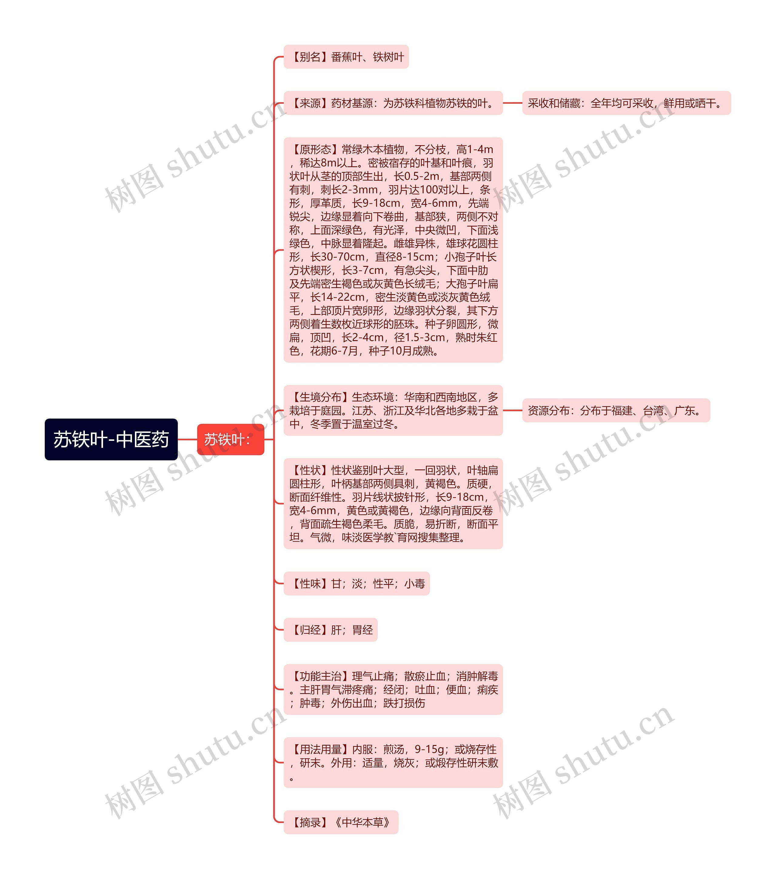 苏铁叶-中医药思维导图