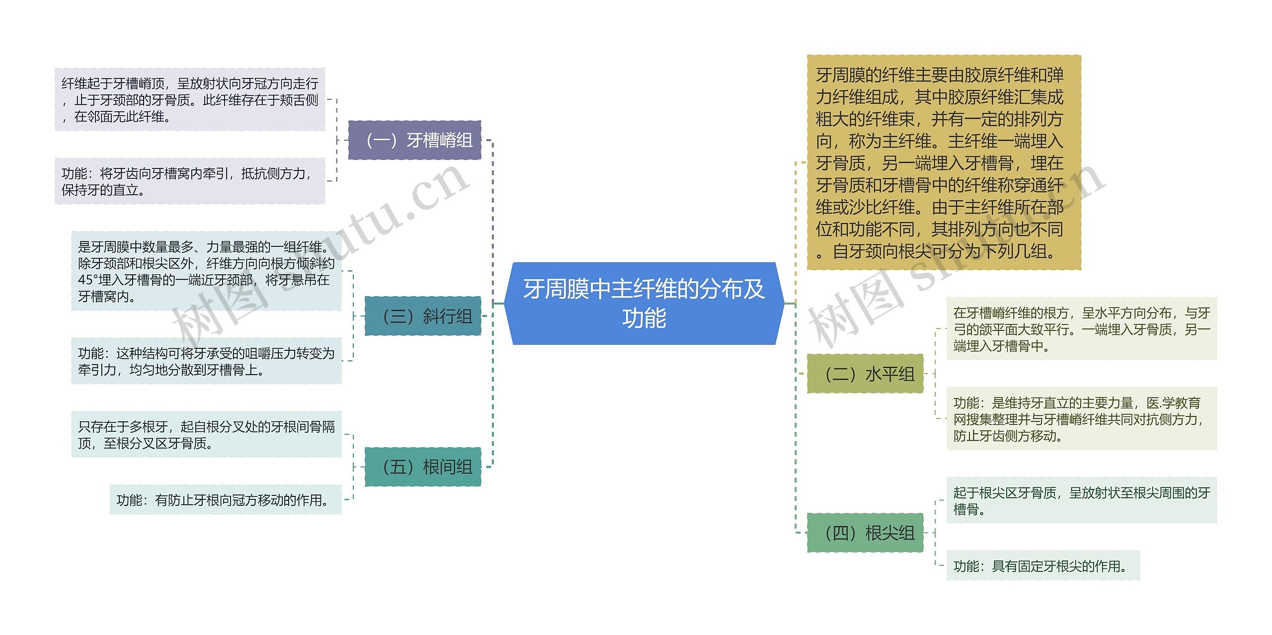 牙周膜中主纤维的分布及功能思维导图