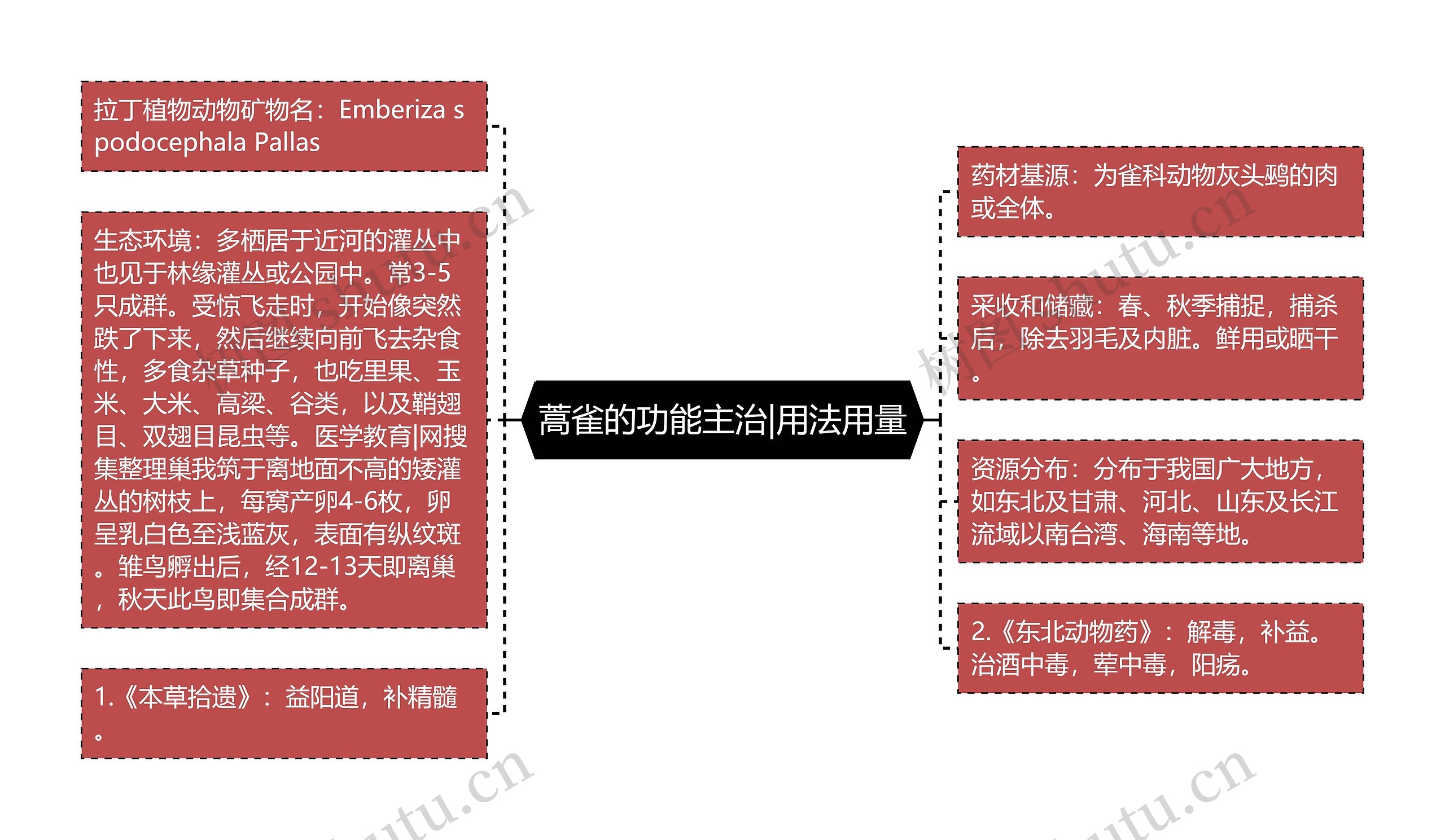 蒿雀的功能主治|用法用量