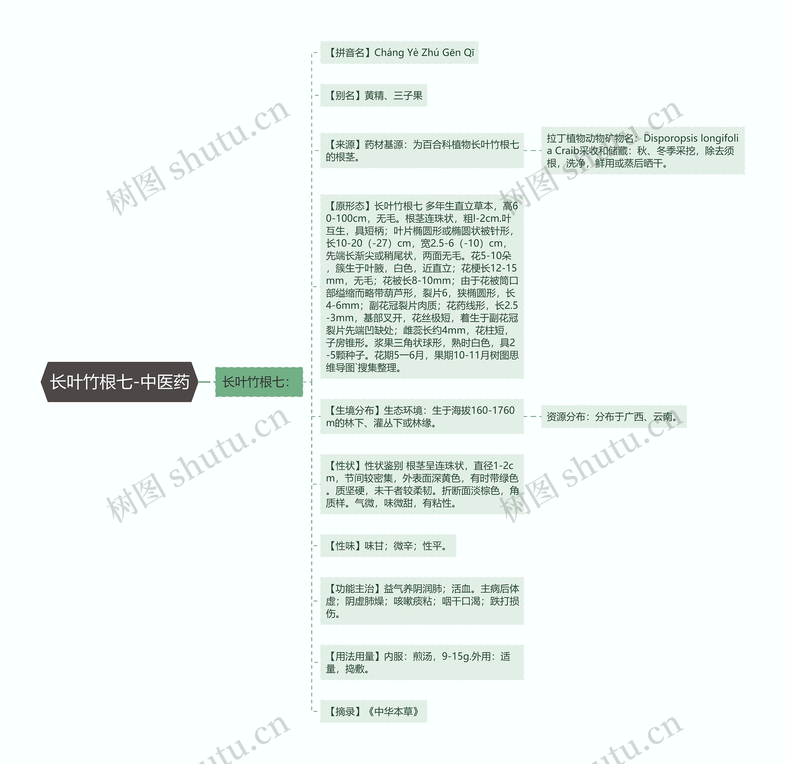 长叶竹根七-中医药思维导图
