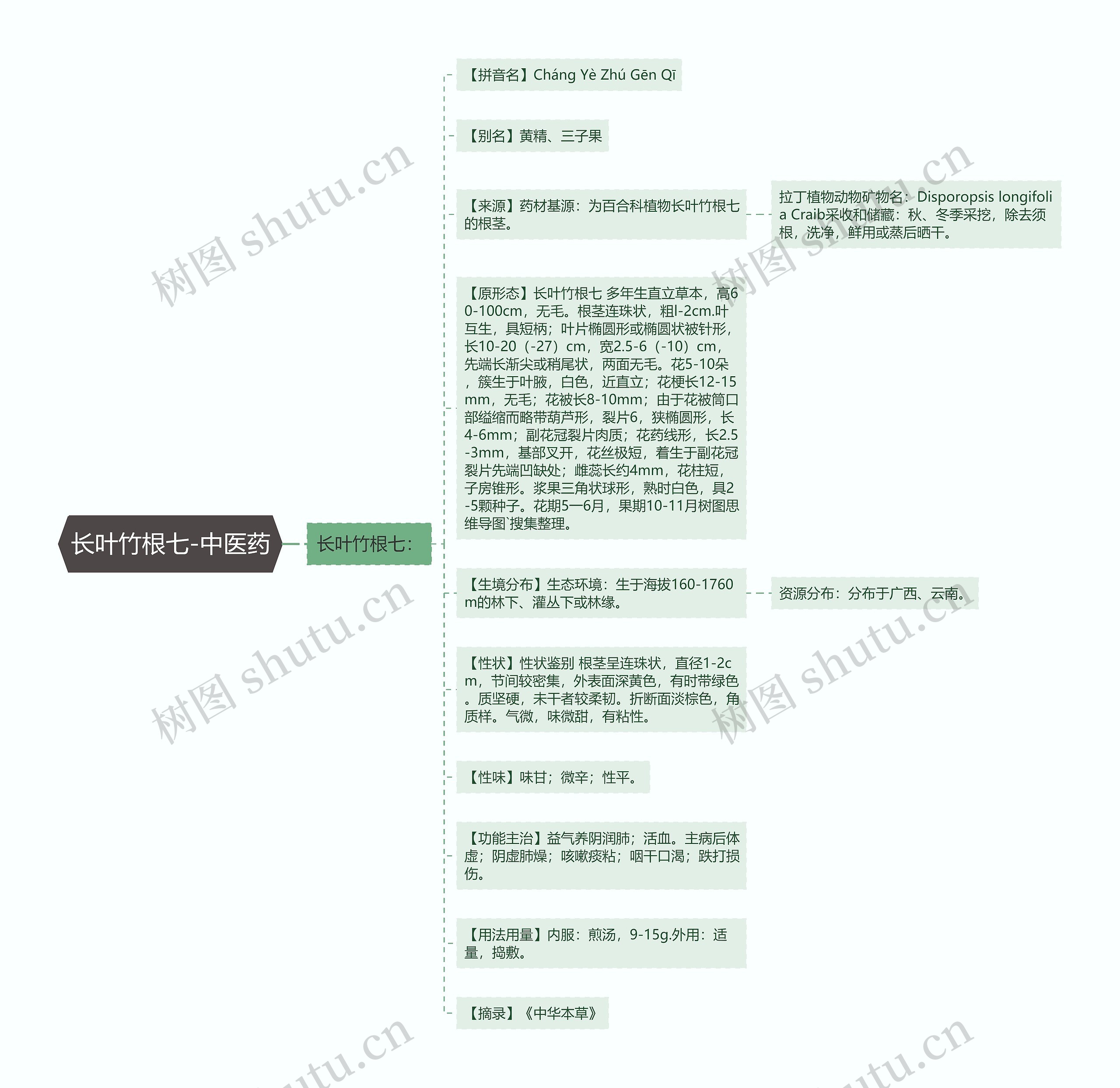 长叶竹根七-中医药 长叶竹根七-中医药