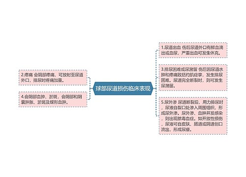 球部尿道损伤临床表现