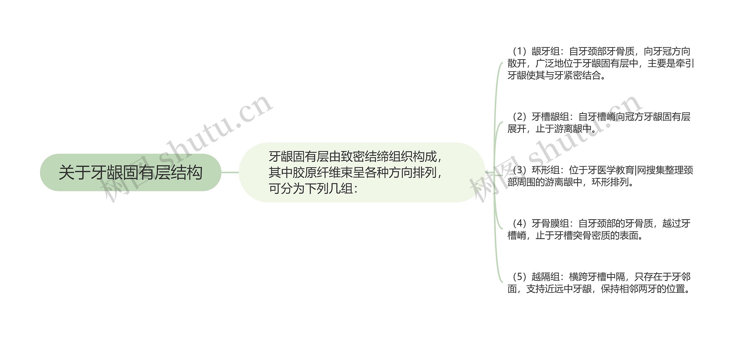 关于牙龈固有层结构