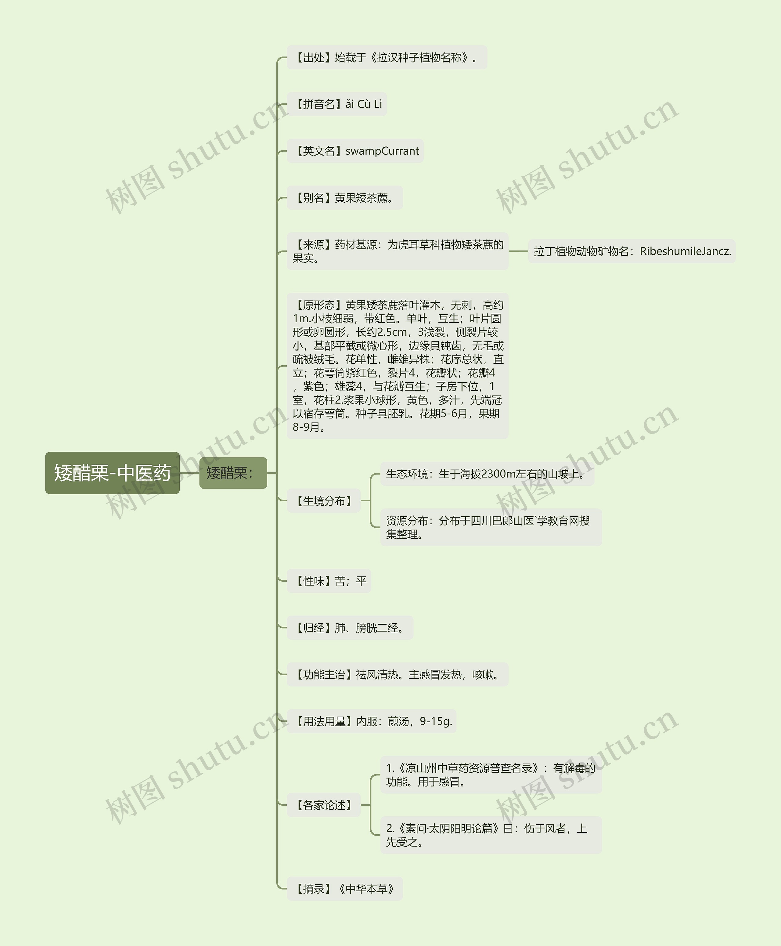 矮醋栗-中医药 矮醋栗-中医药