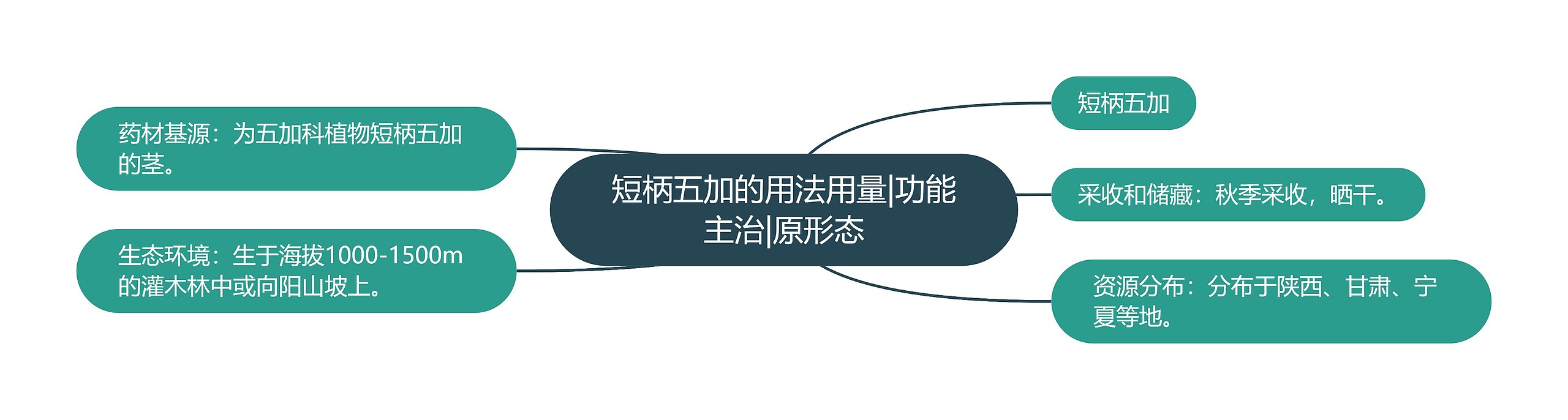 短柄五加的用法用量|功能主治|原形态 短柄五加的用法用量|功能主治|原形态