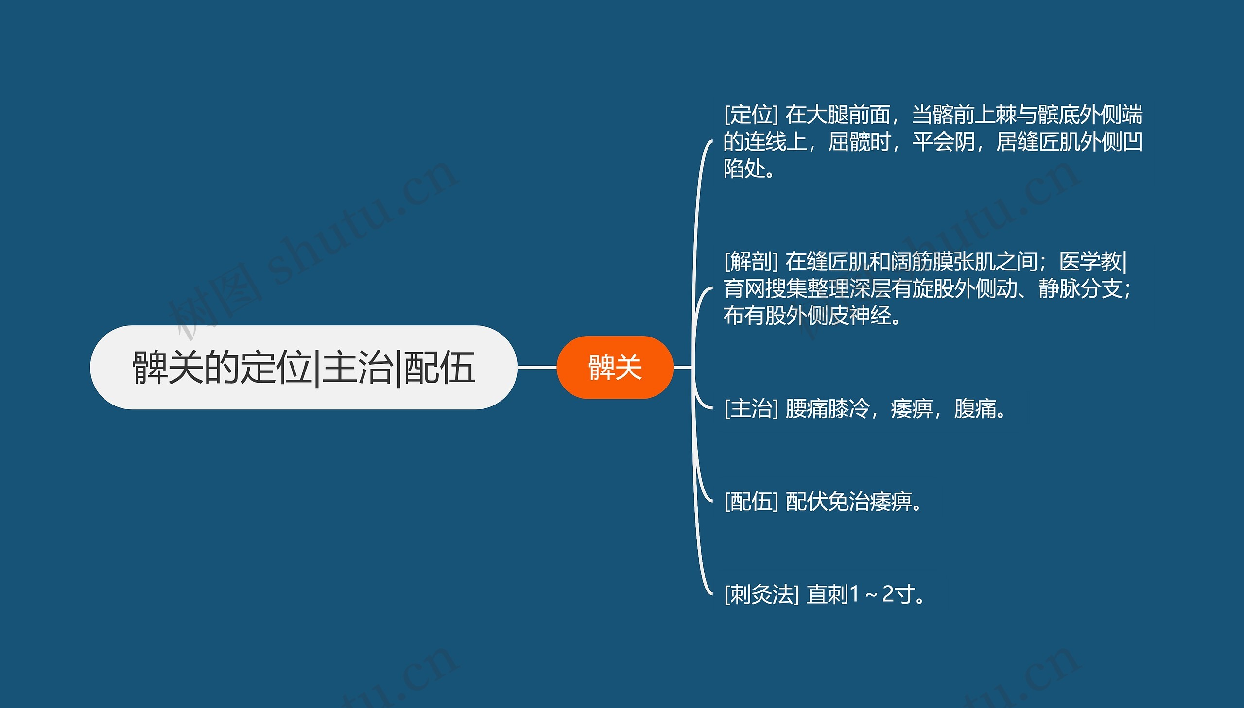 髀关的定位|主治|配伍 髀关的定位|主治|配伍