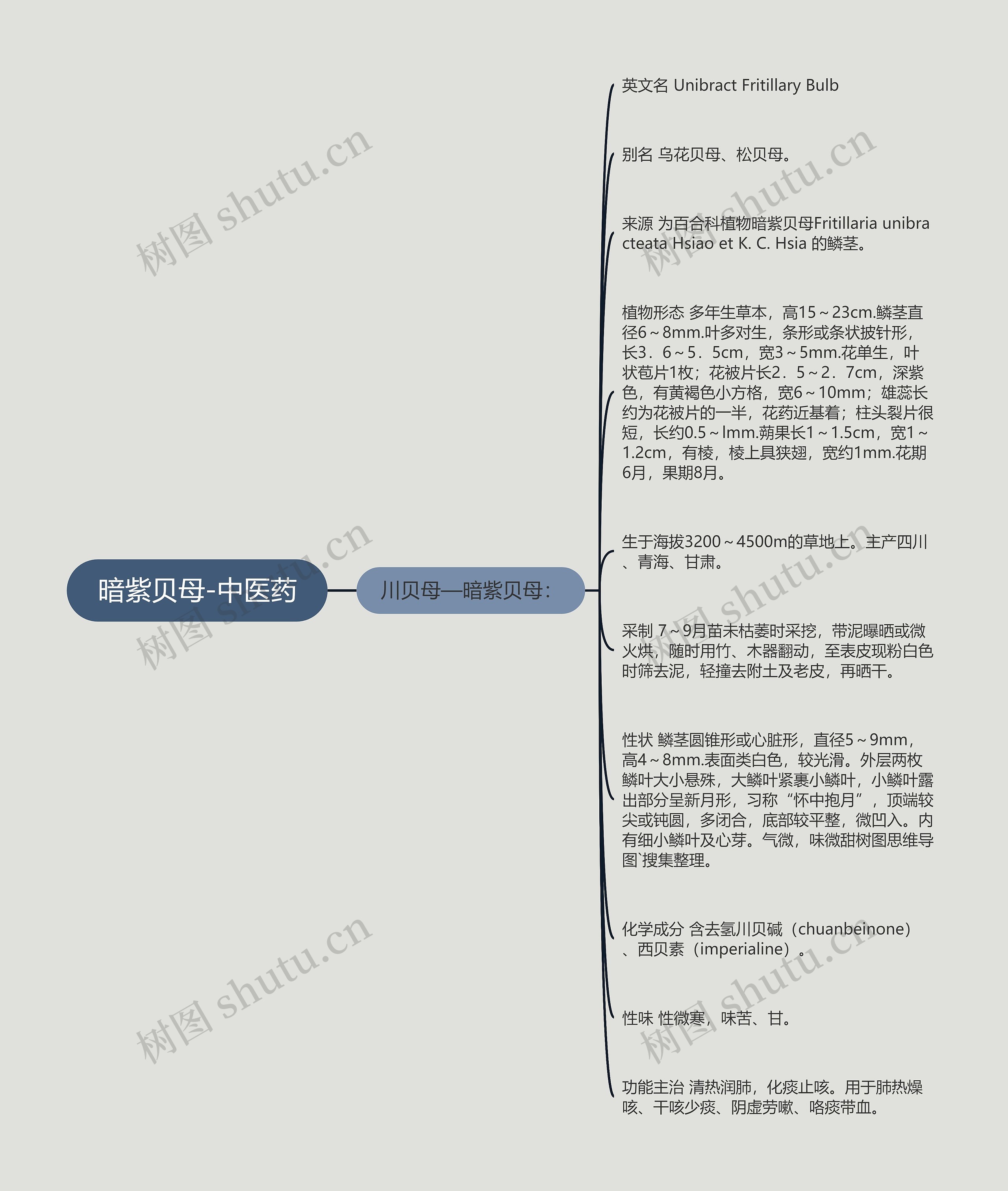 暗紫贝母-中医药思维导图