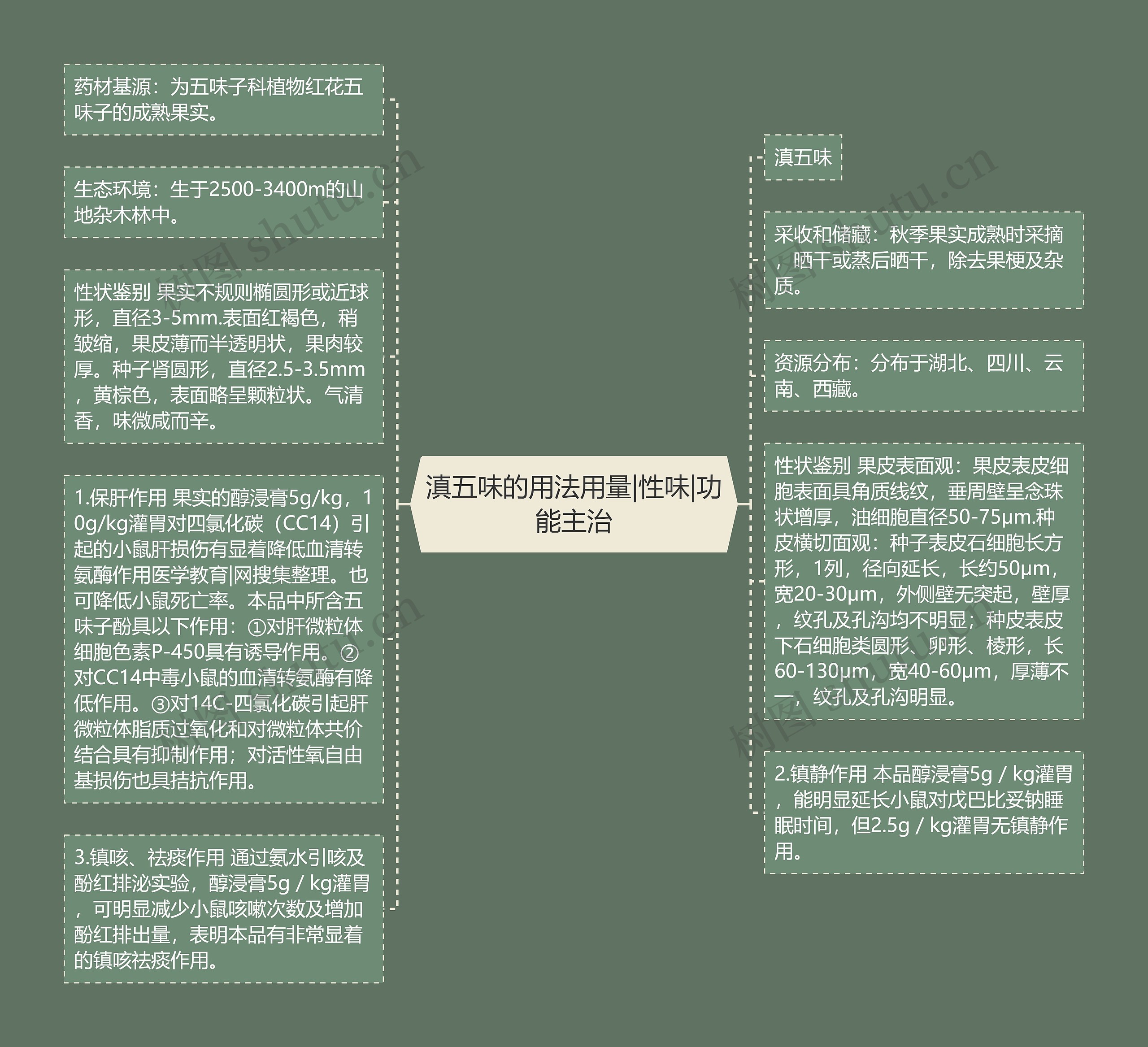 滇五味的用法用量|性味|功能主治