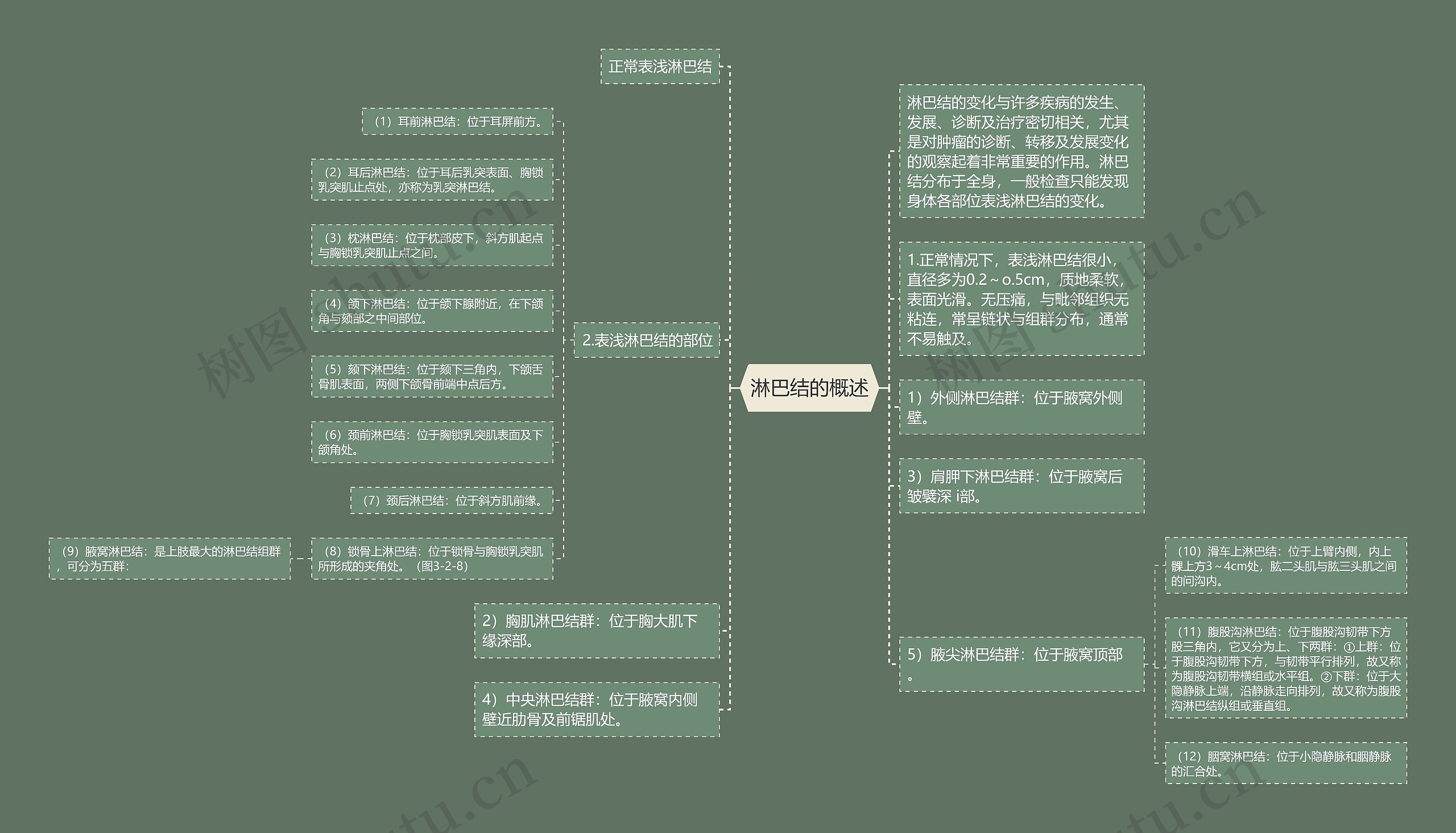 淋巴结的概述思维导图