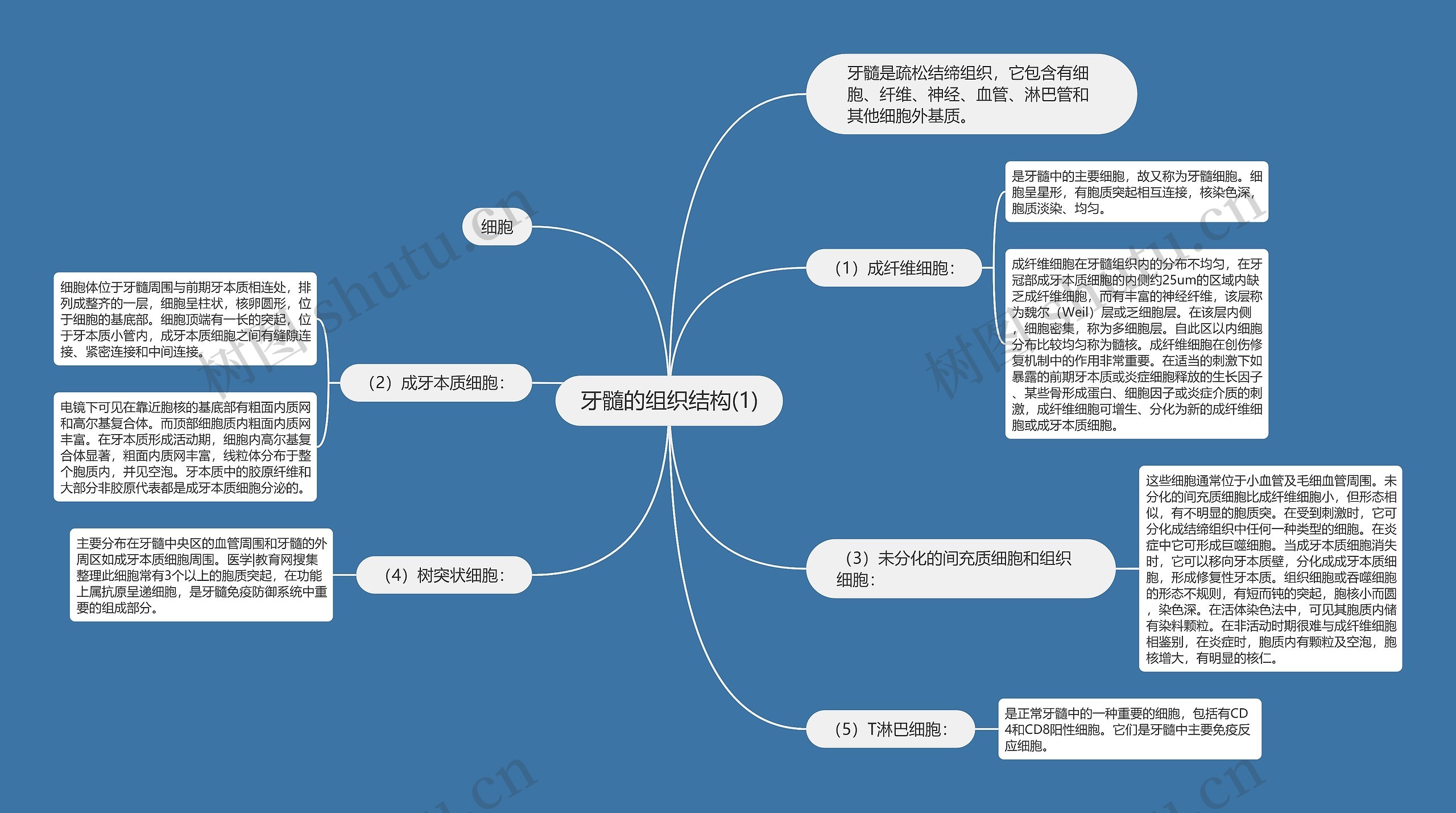 牙髓的组织结构(1)