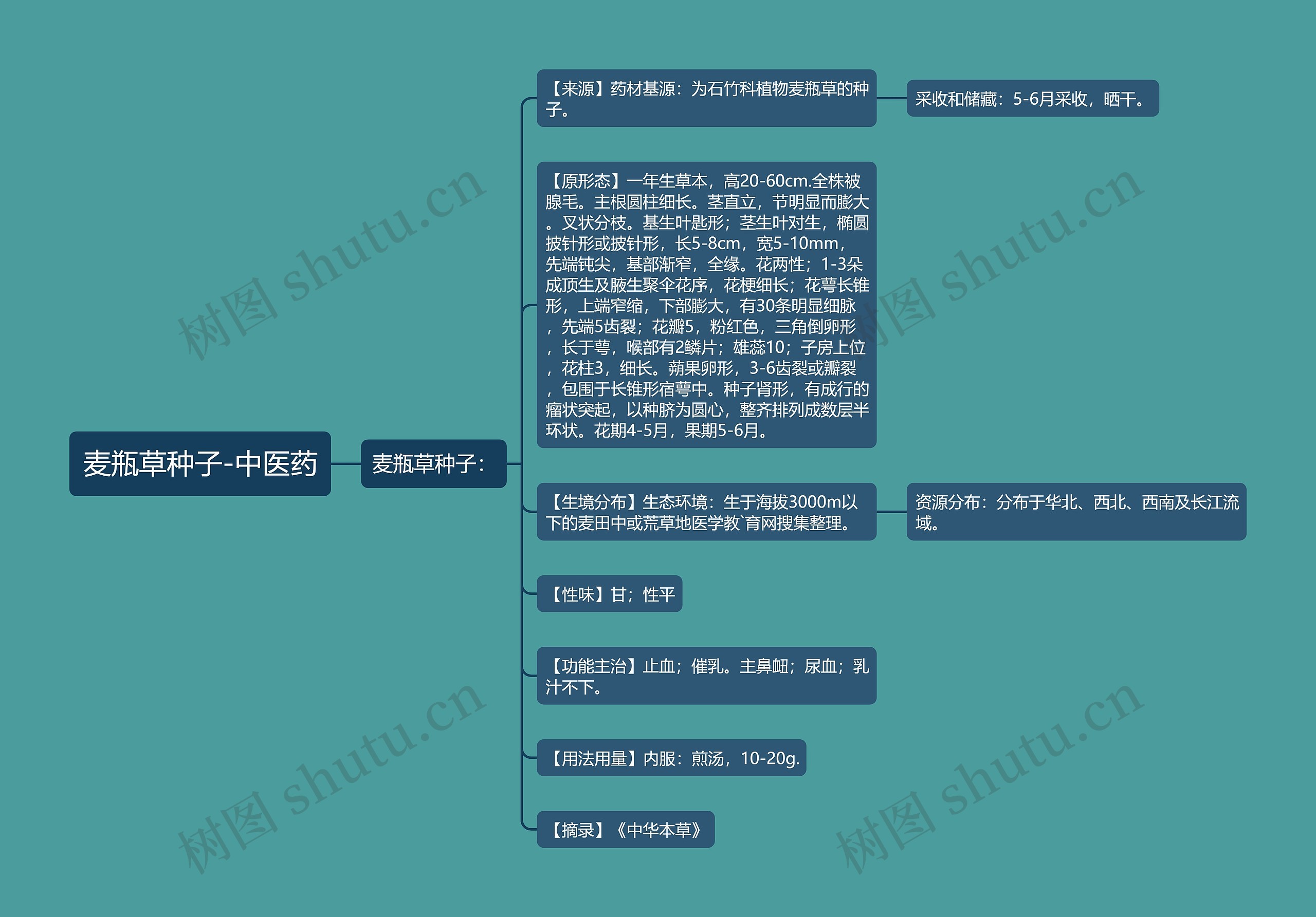 麦瓶草种子-中医药 麦瓶草种子-中医药