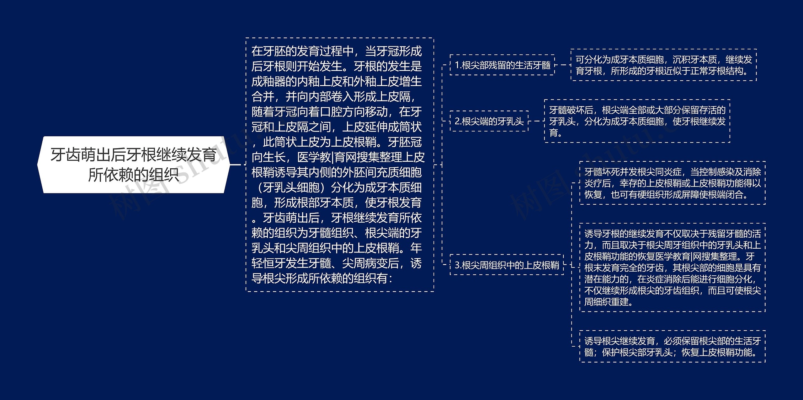 牙齿萌出后牙根继续发育所依赖的组织