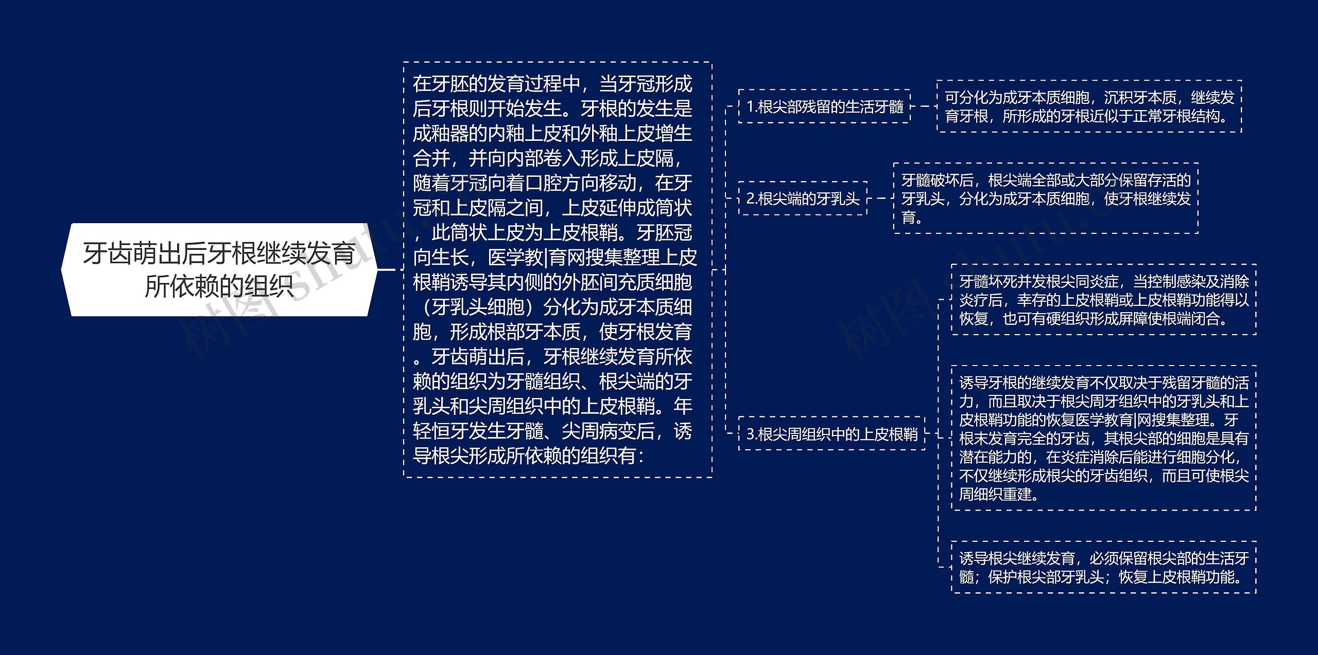 牙齿萌出后牙根继续发育所依赖的组织思维导图