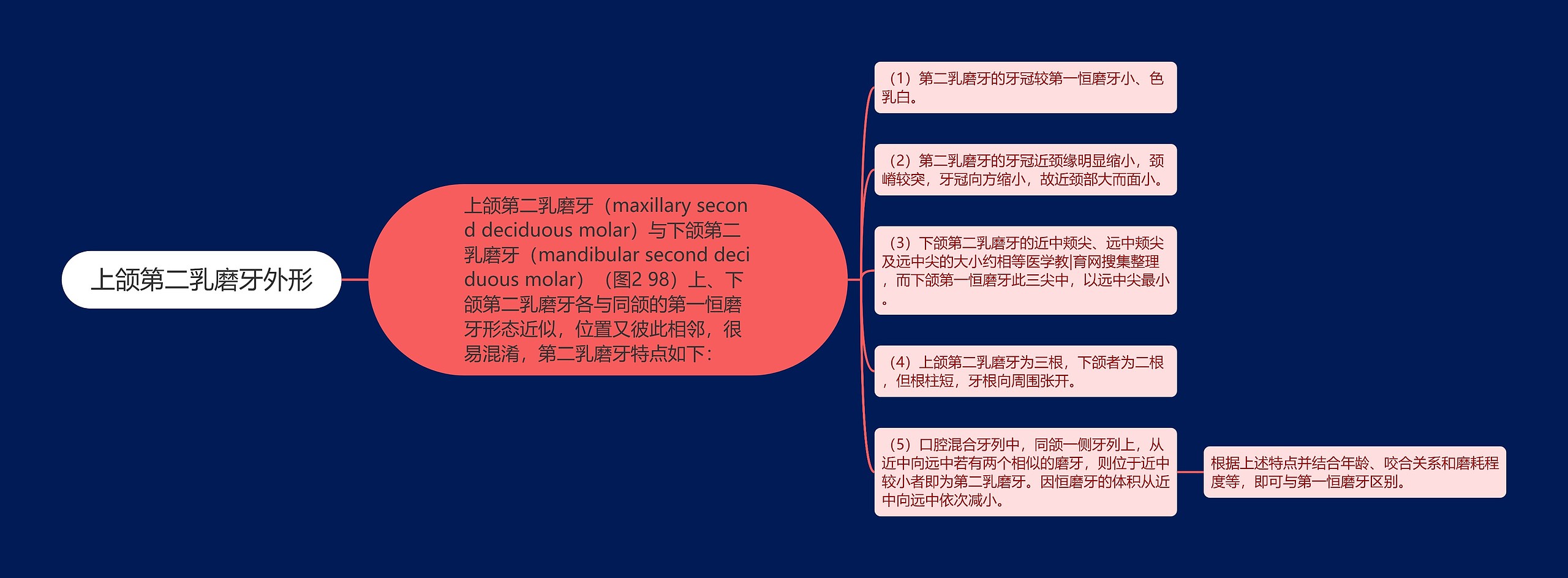 上颌第二乳磨牙外形 上颌第二乳磨牙外形