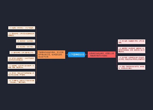 上下颌神经分支