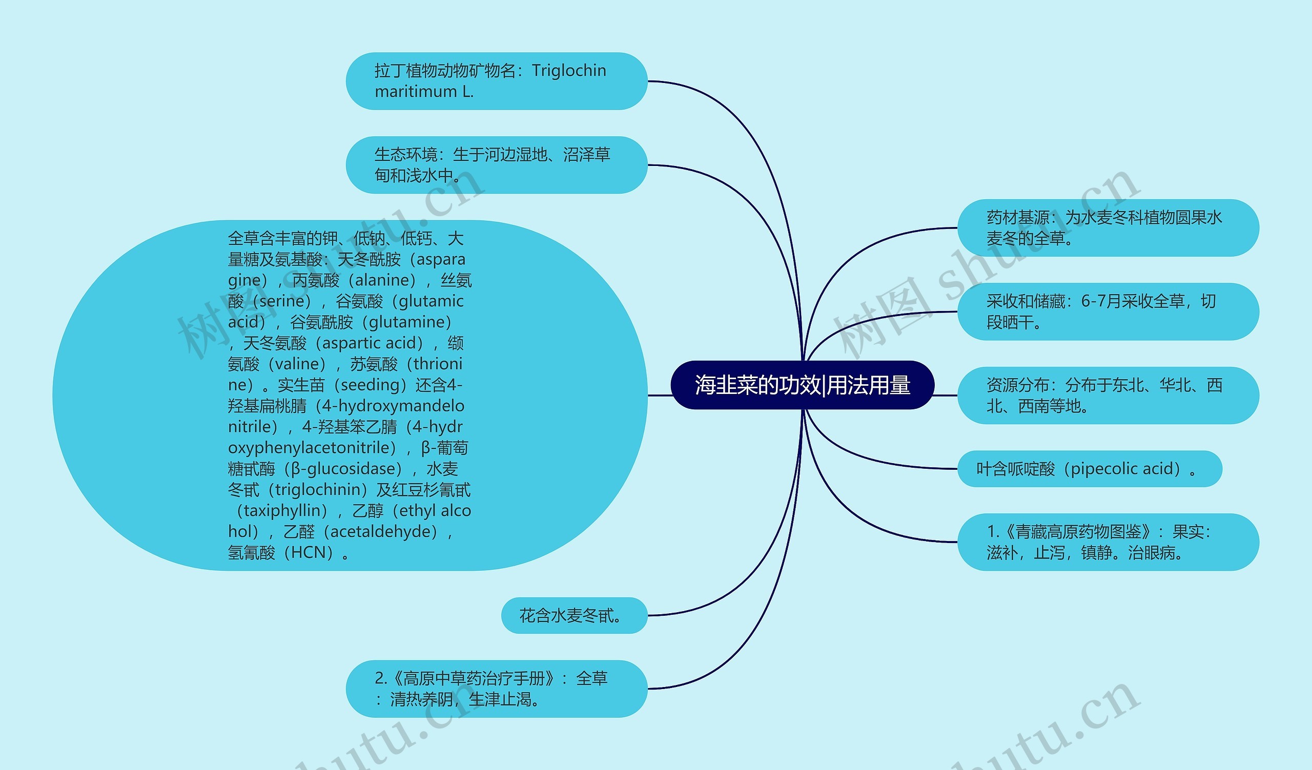 海韭菜的功效|用法用量