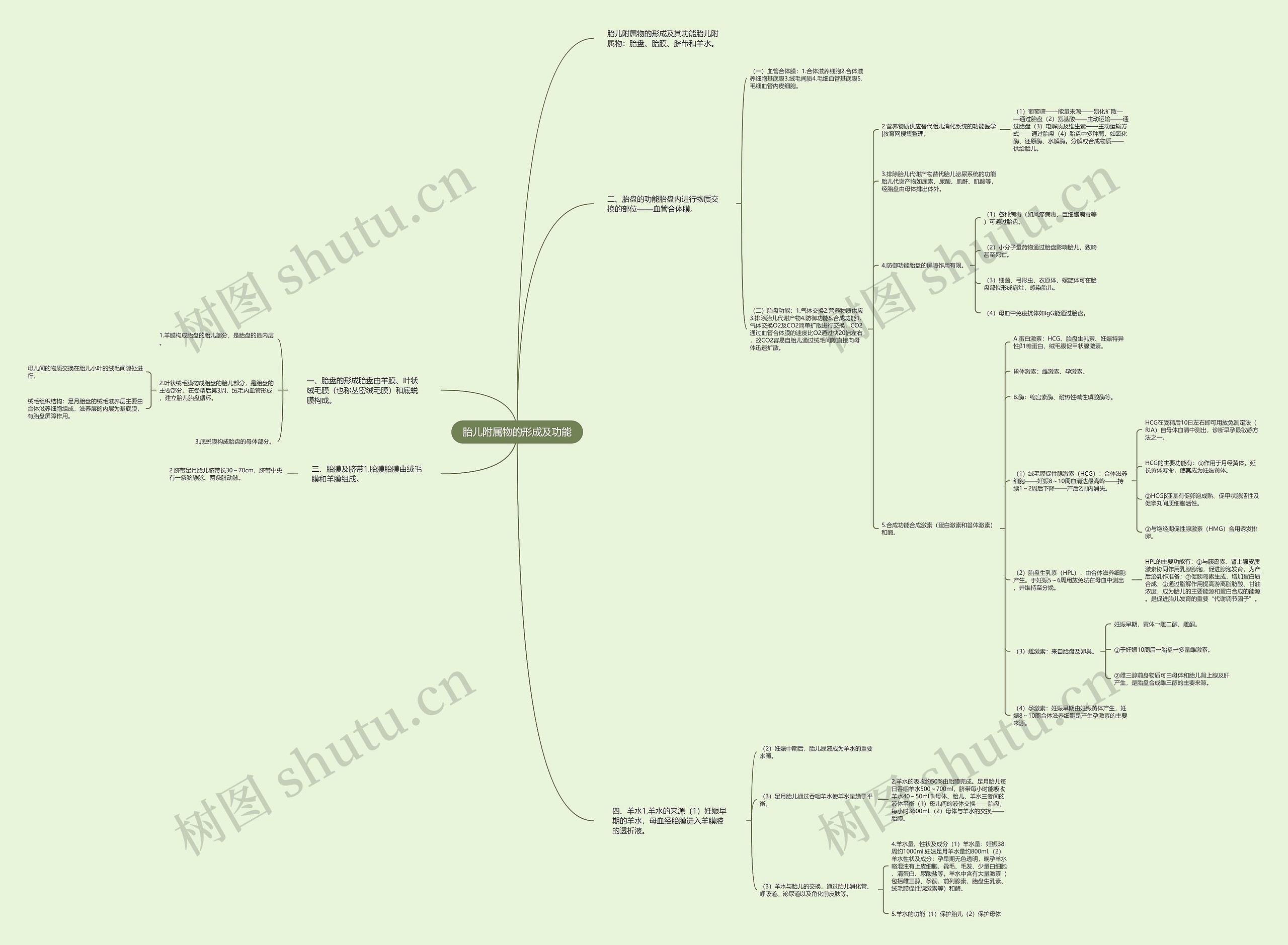胎儿附属物的形成及功能思维导图
