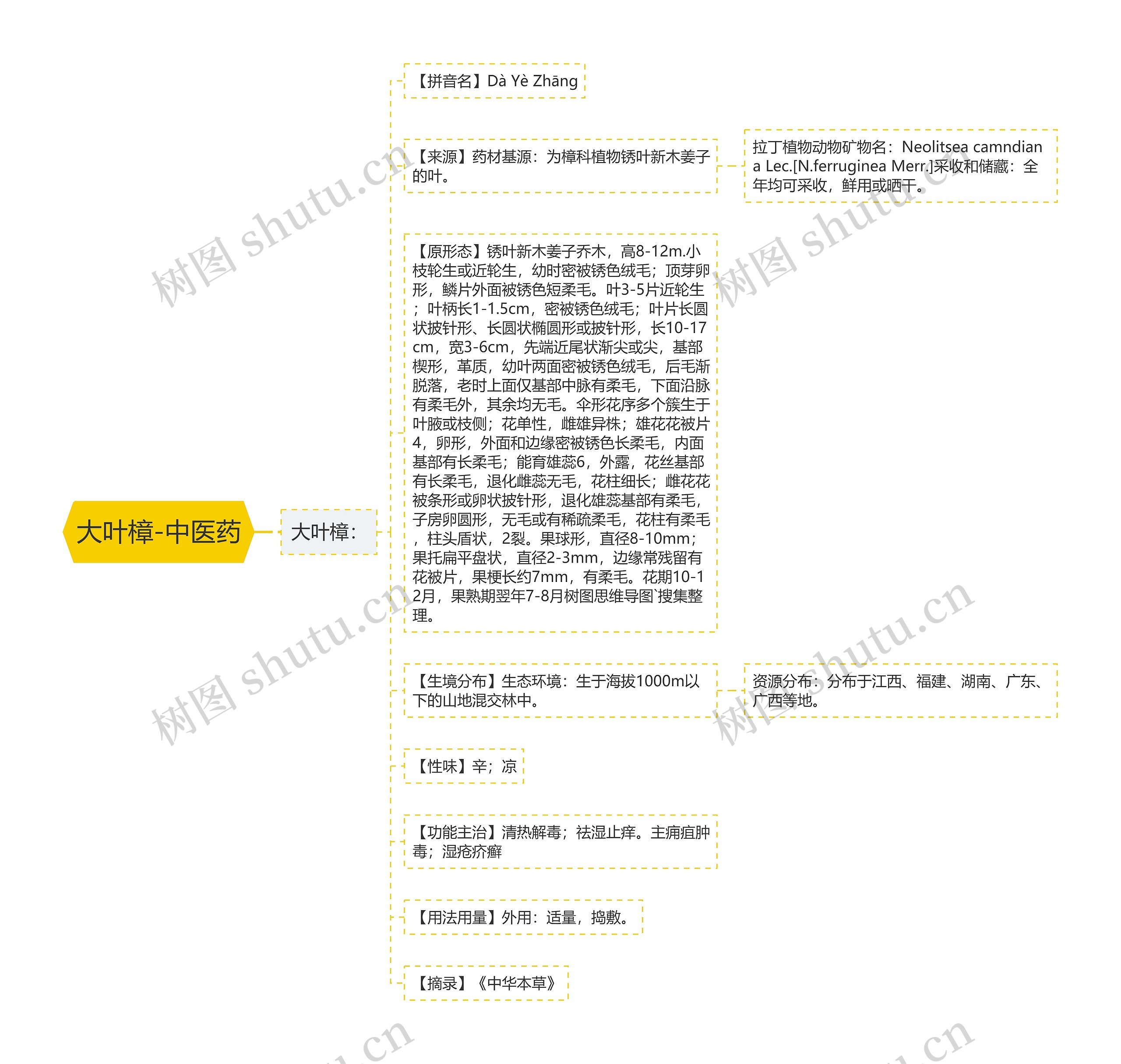 大叶樟-中医药思维导图