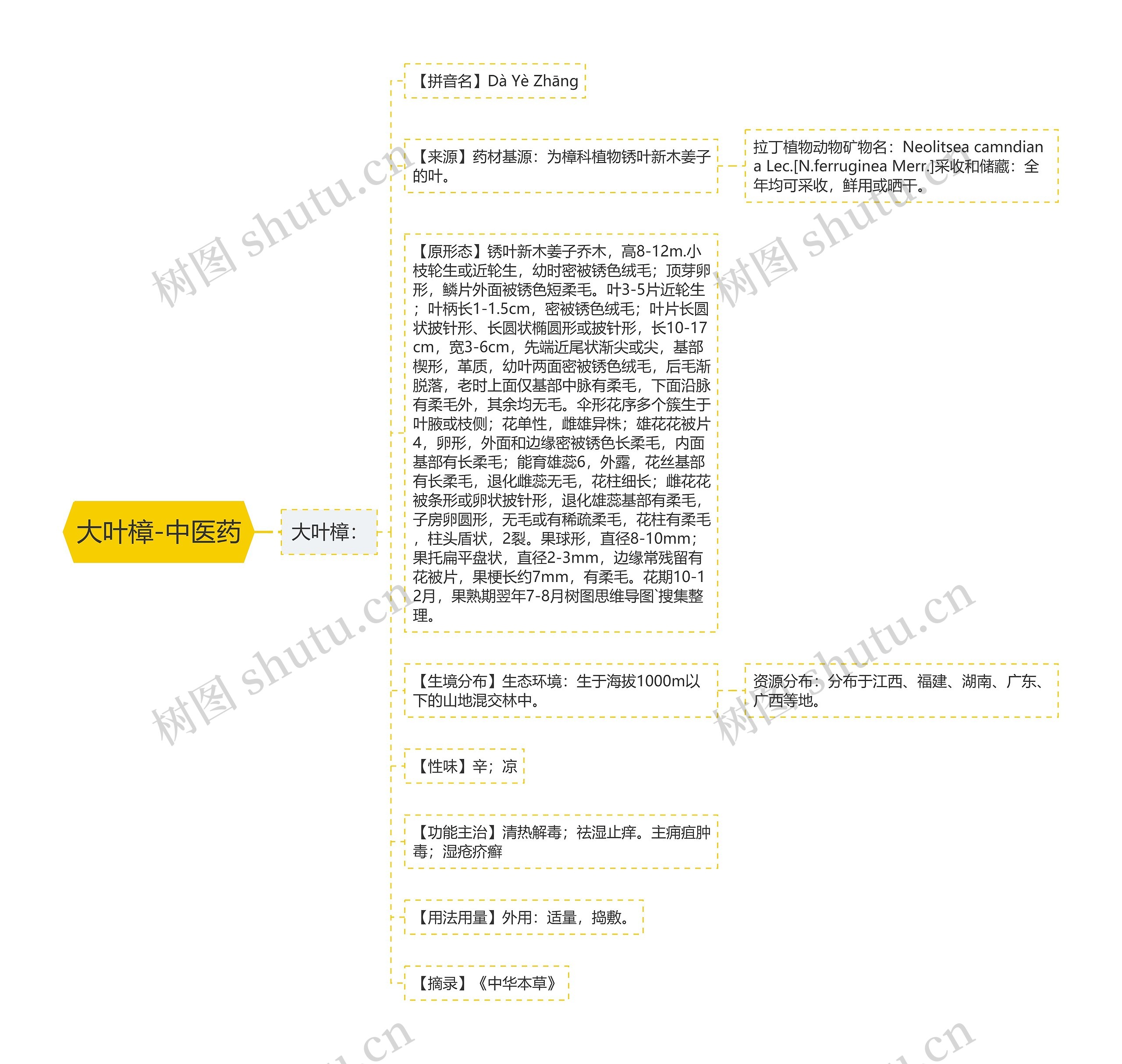 大叶樟-中医药 大叶樟-中医药