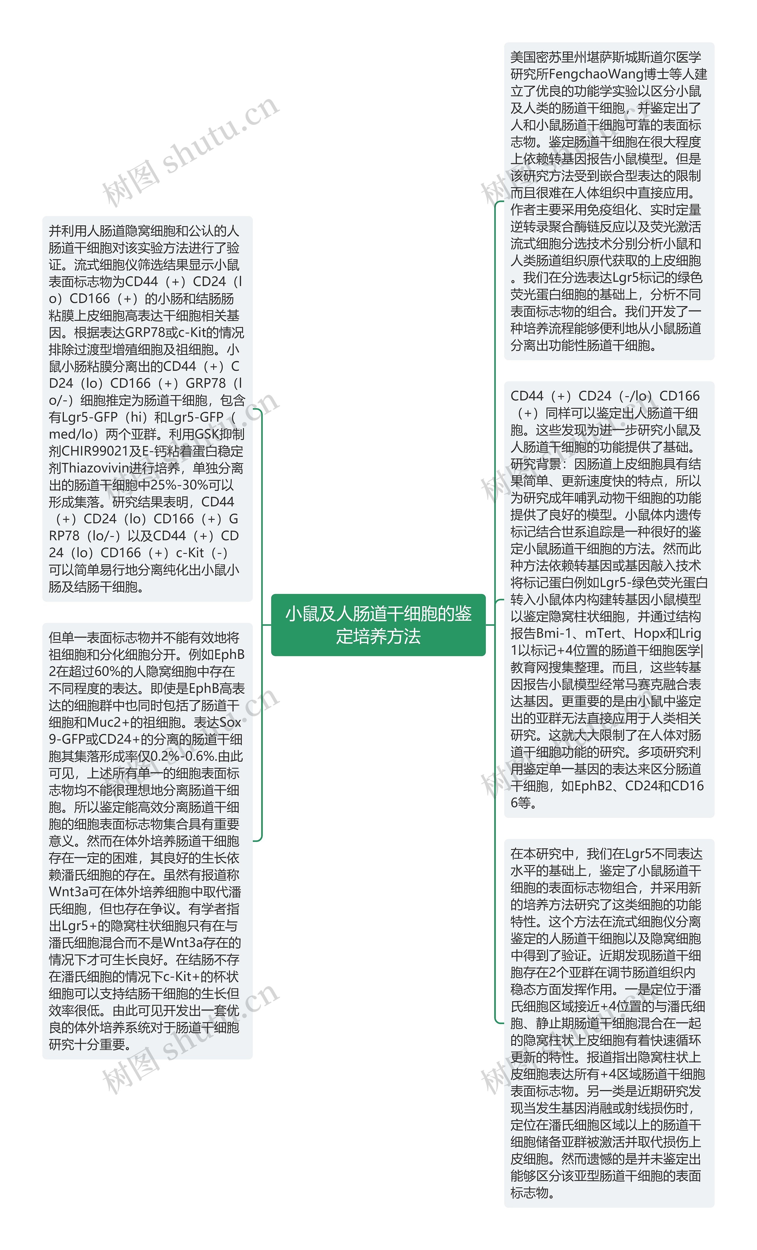 小鼠及人肠道干细胞的鉴定培养方法思维导图