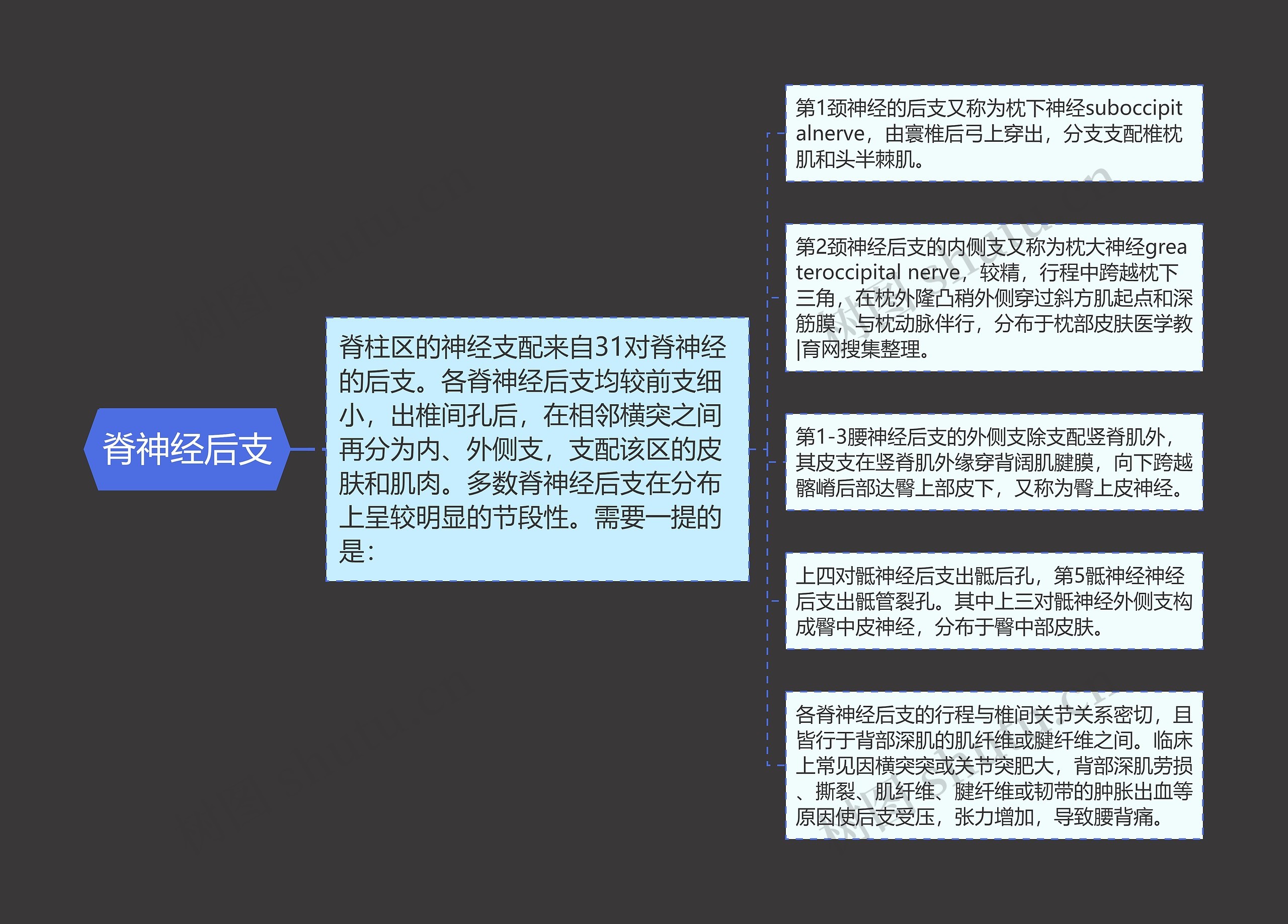 脊神经后支思维导图