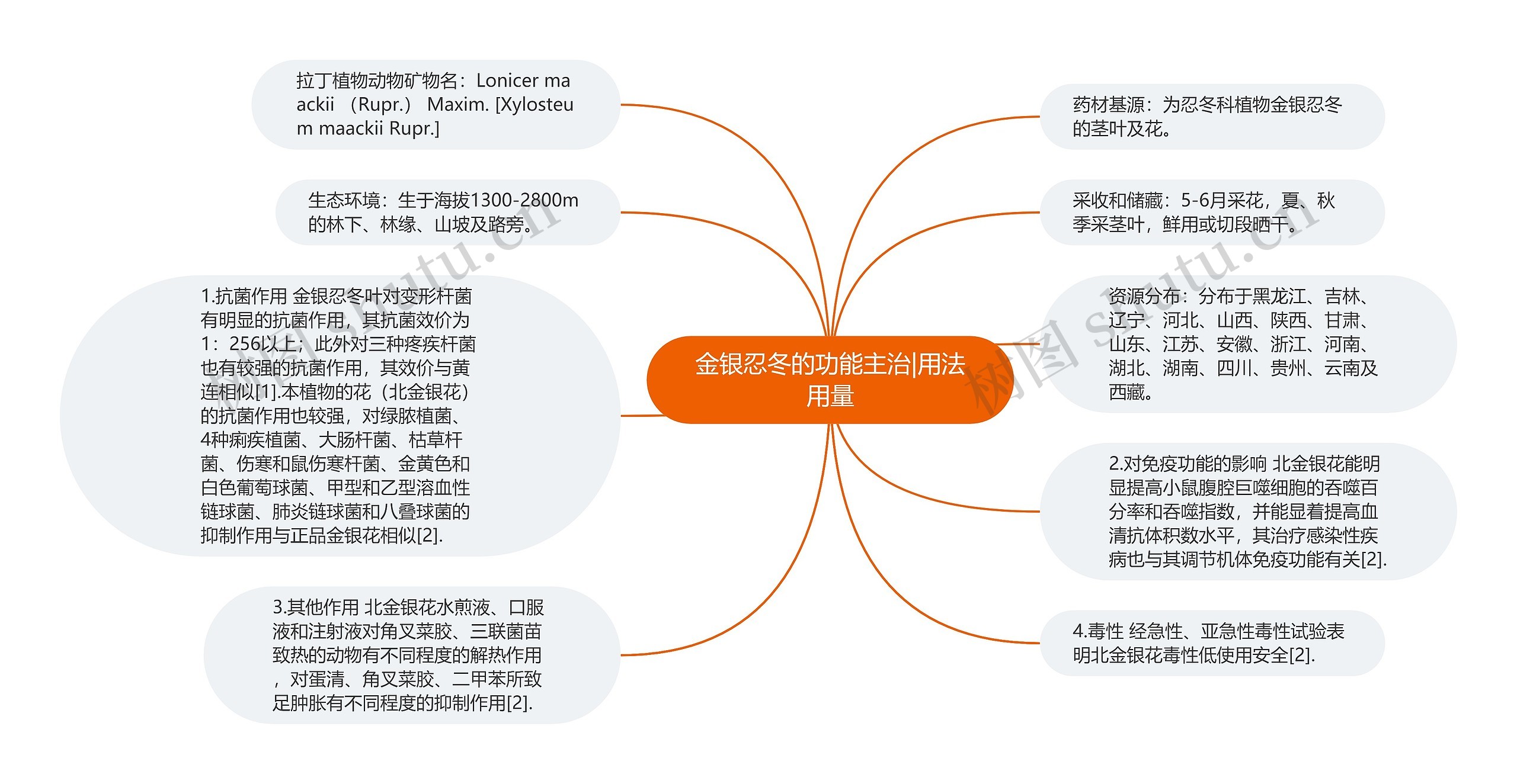 金银忍冬的功能主治|用法用量