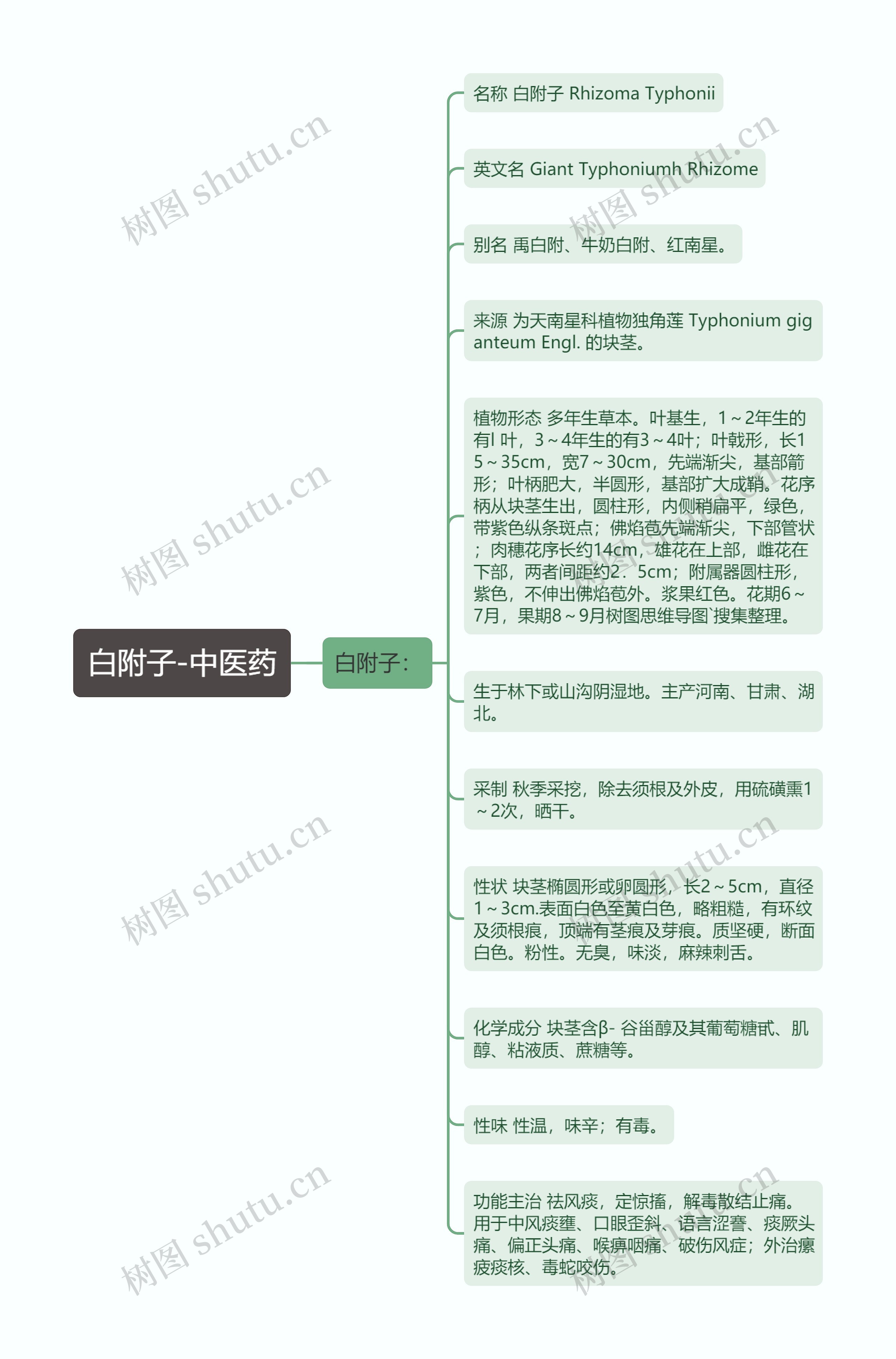 白附子-中医药思维导图