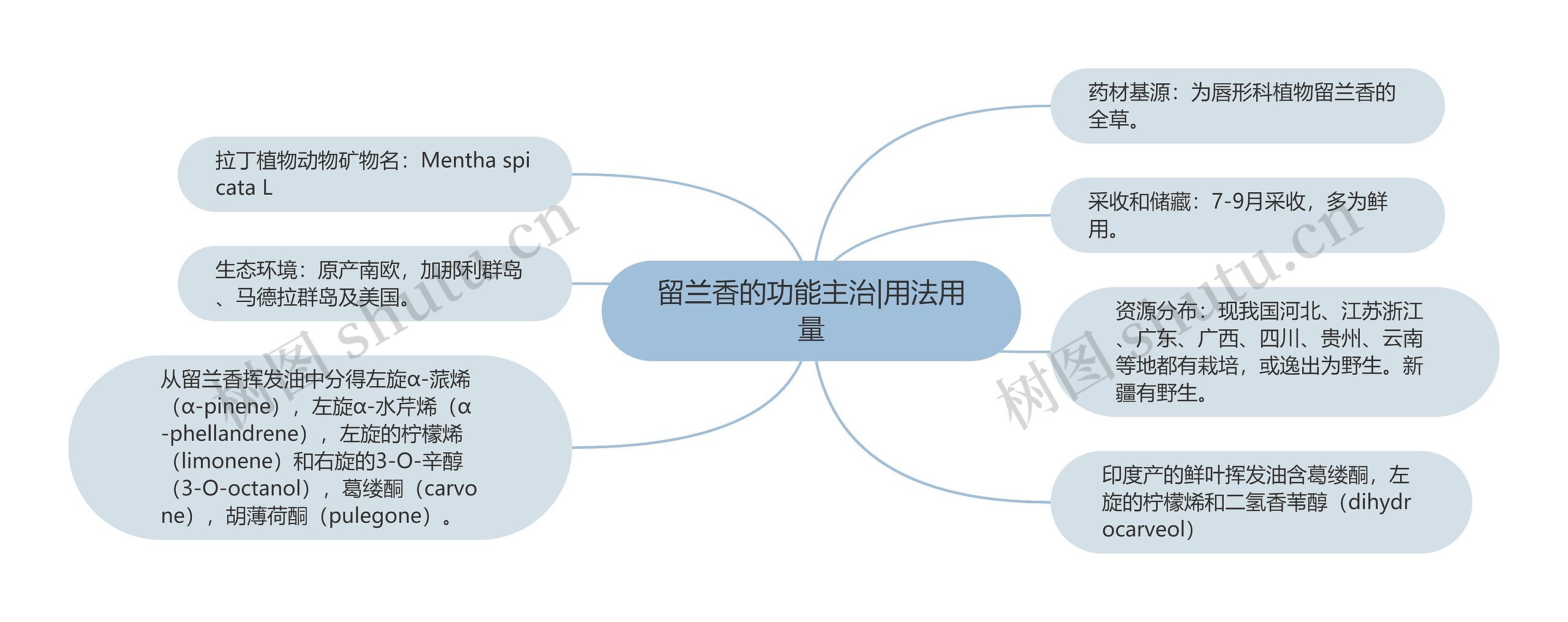 留兰香的功能主治|用法用量