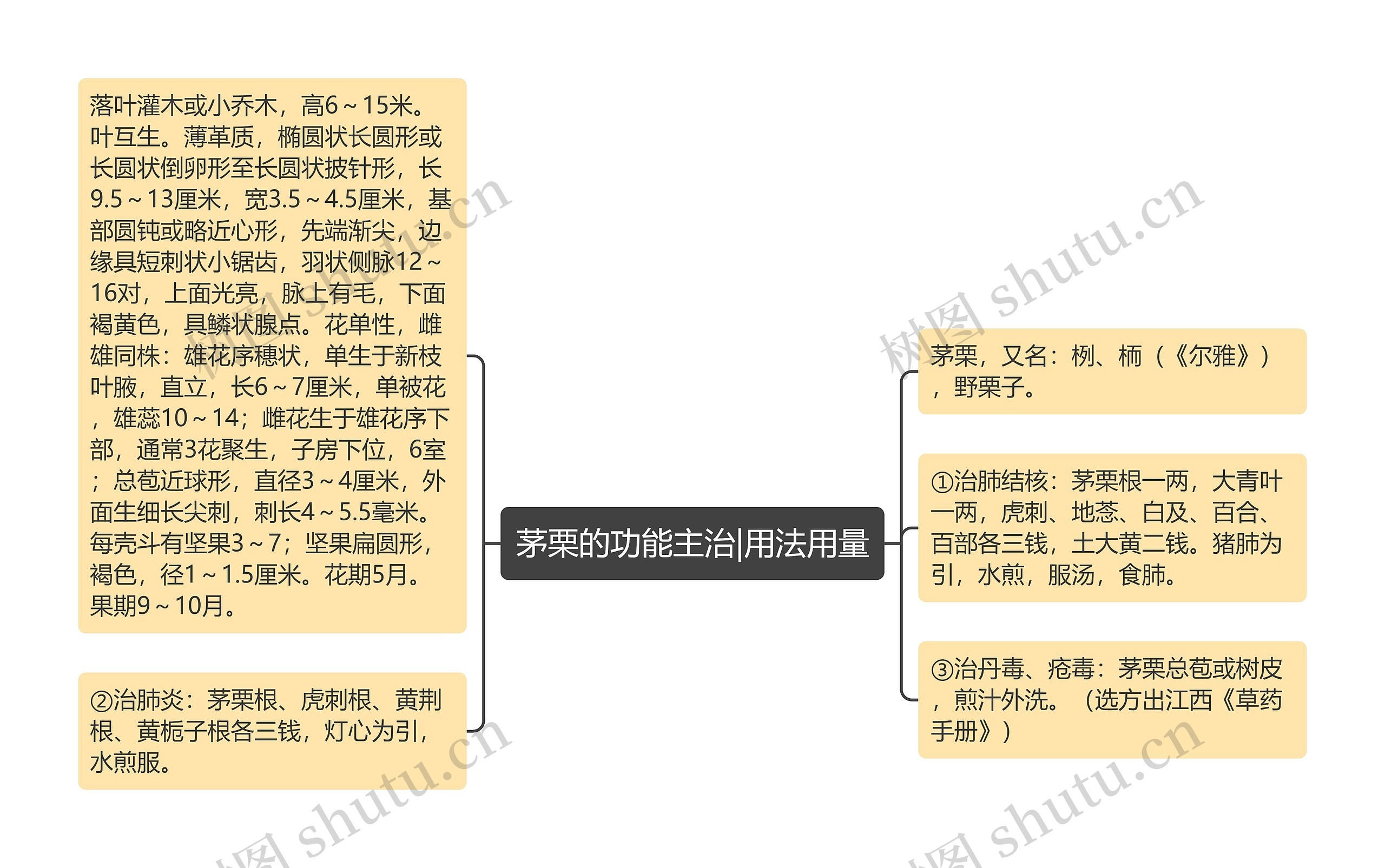 茅栗的功能主治|用法用量