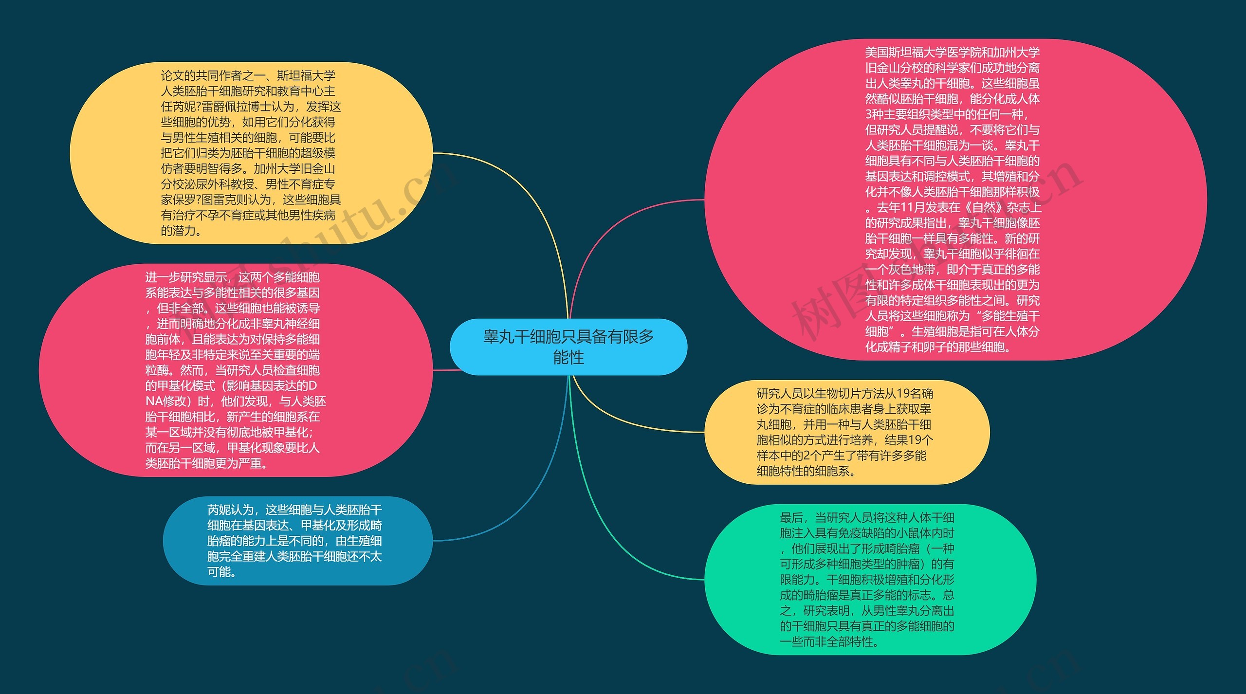 睾丸干细胞只具备有限多能性思维导图高清图 睾丸干细胞只具备有限多能性思维导图