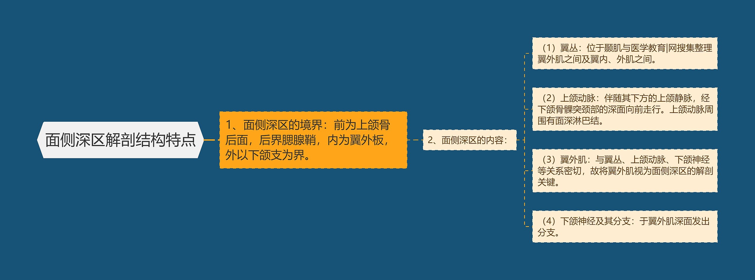 面侧深区解剖结构特点