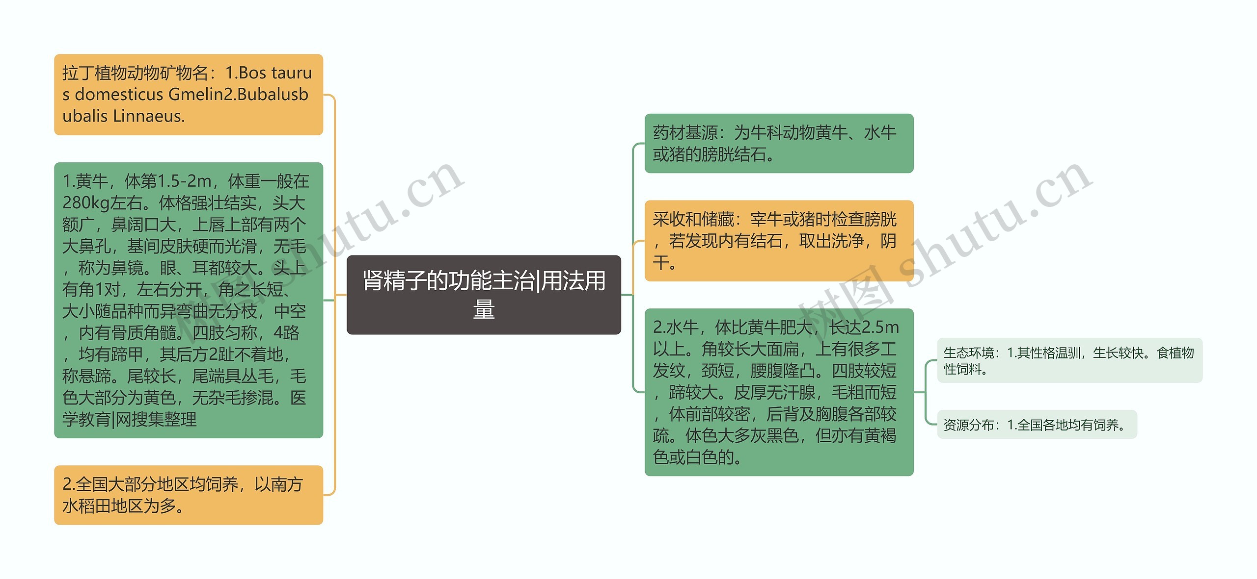 肾精子的功能主治|用法用量思维导图