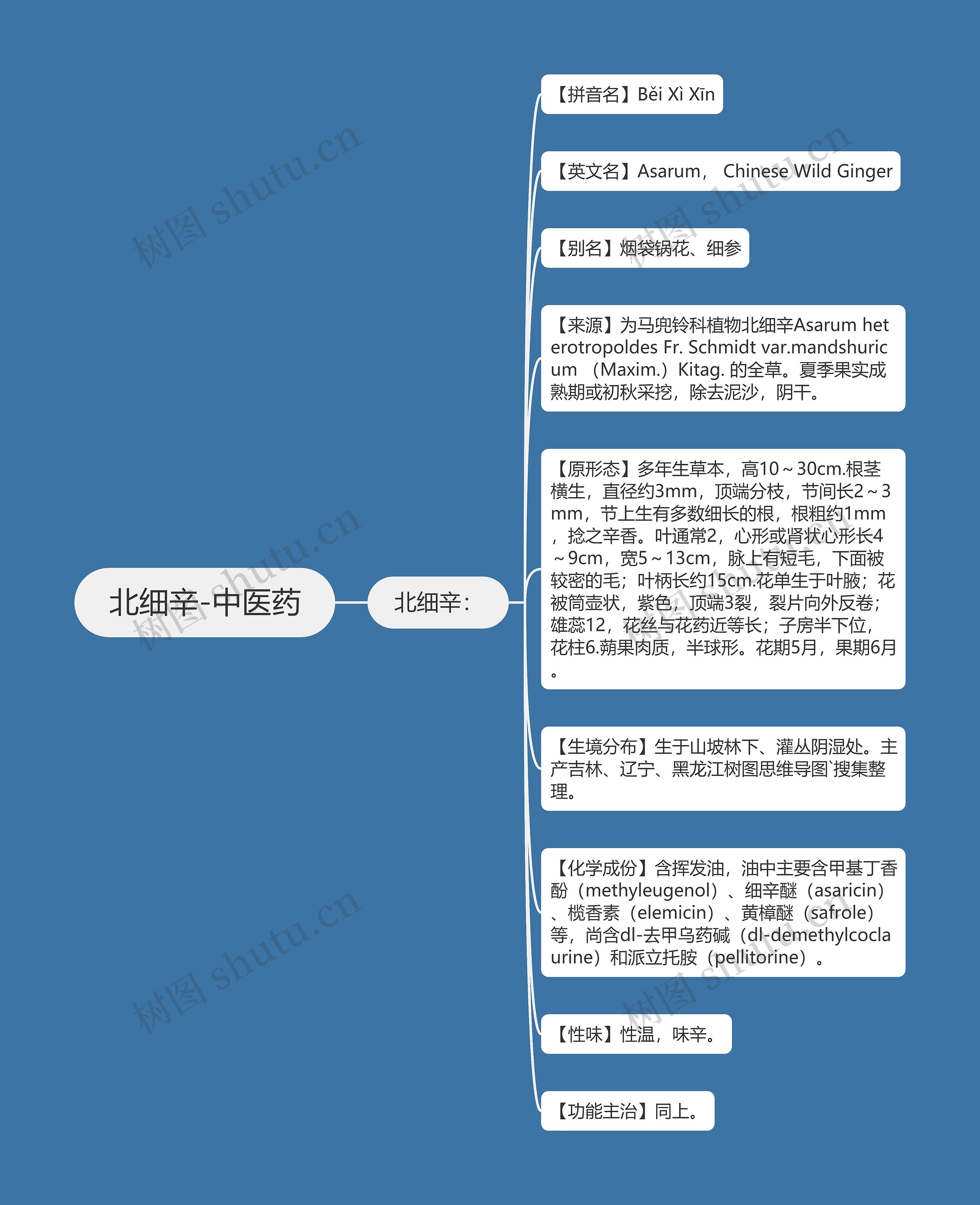 北细辛-中医药思维导图