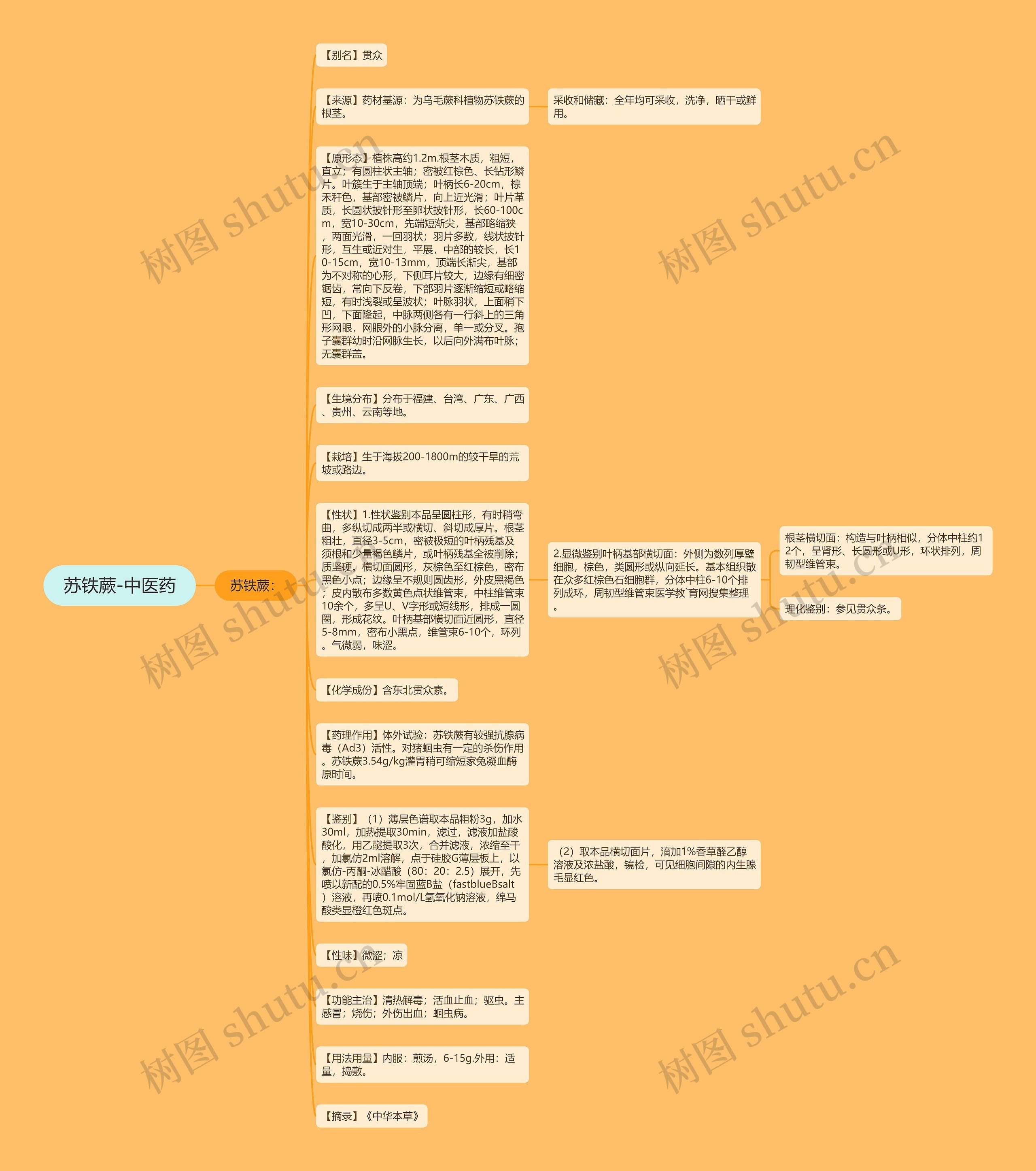 苏铁蕨-中医药思维导图