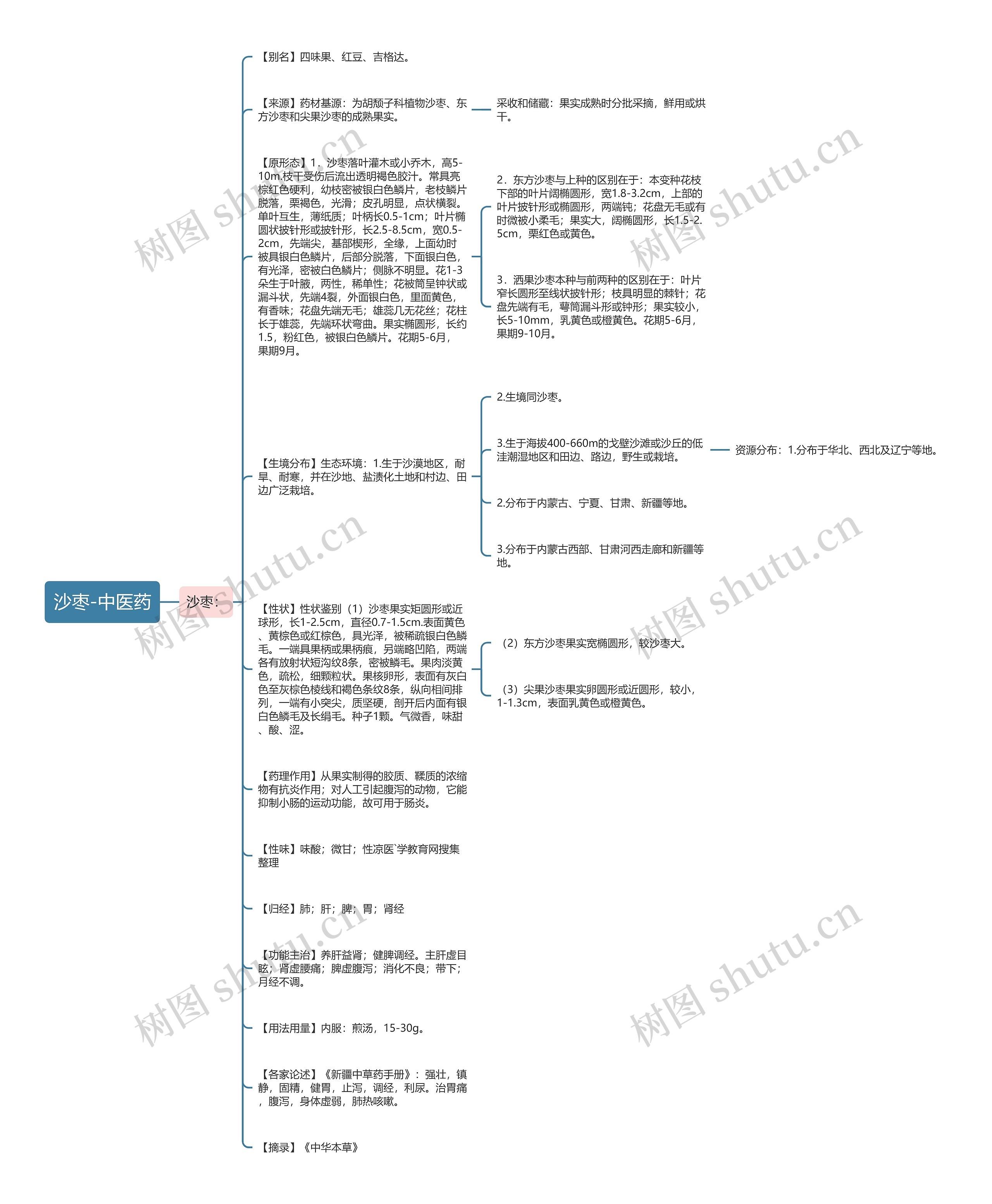 沙枣-中医药思维导图