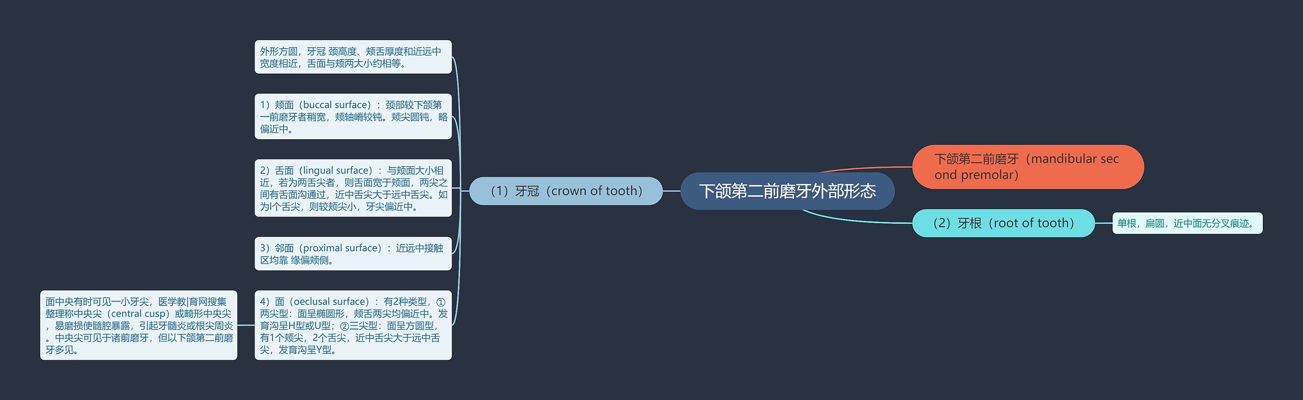 下颌第二前磨牙外部形态思维导图