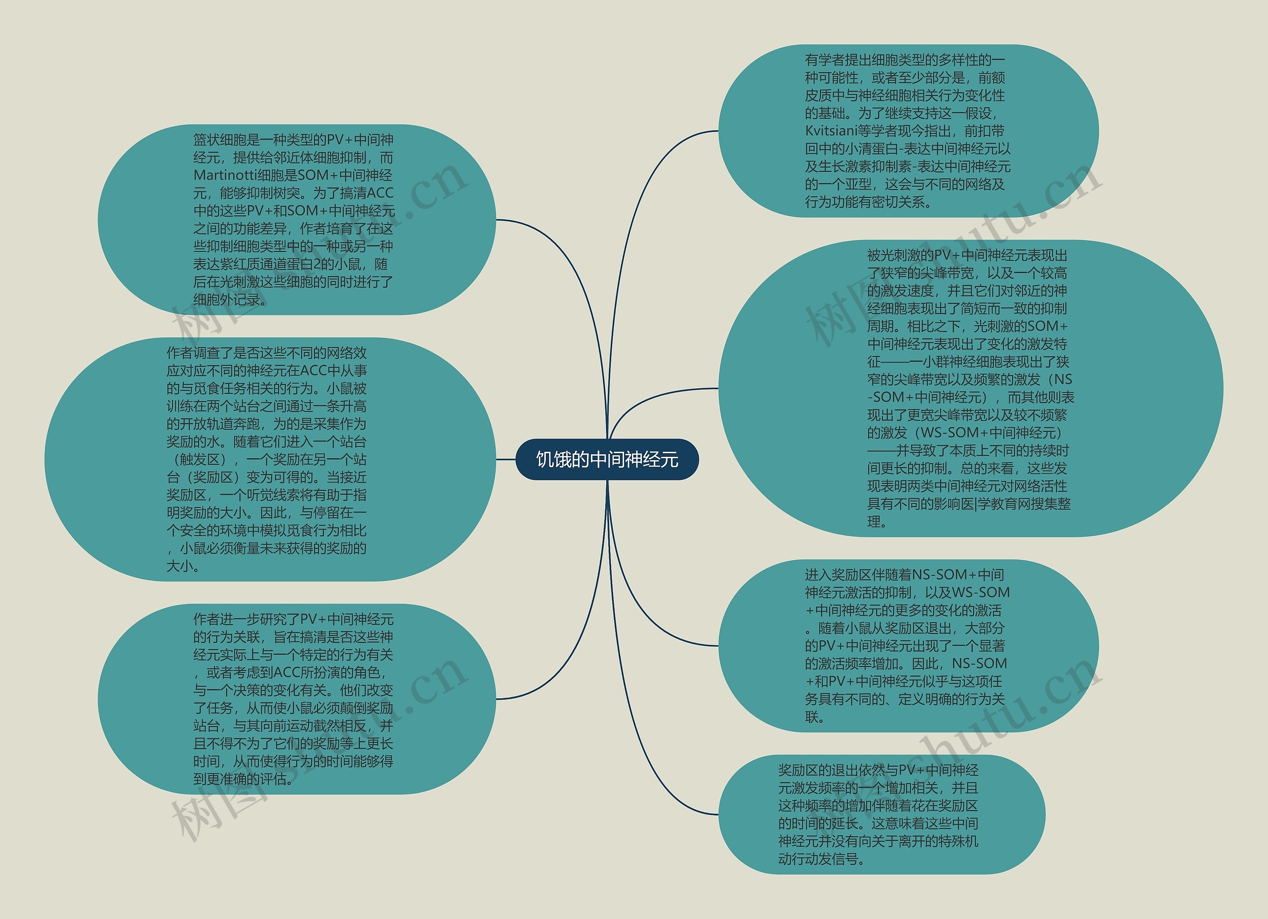 饥饿的中间神经元思维导图